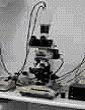microscopio