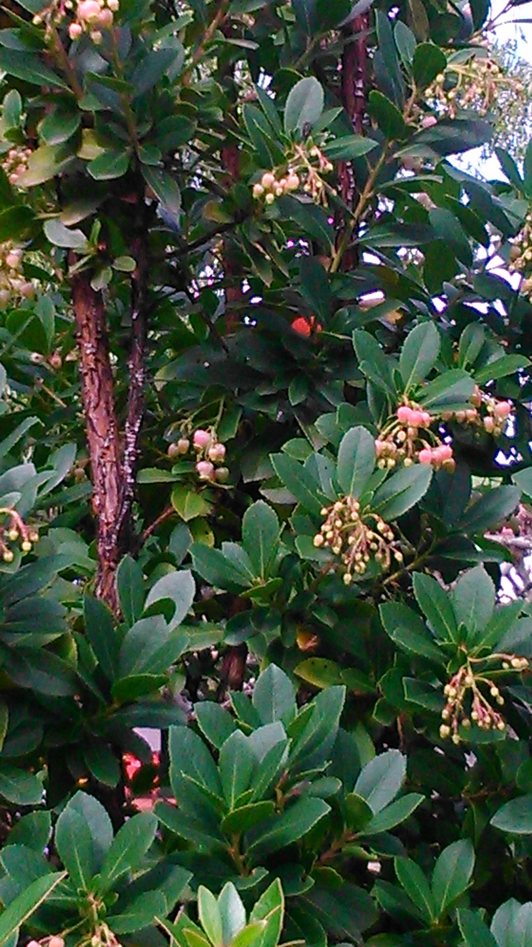 Madroño (Arbutus unedo)