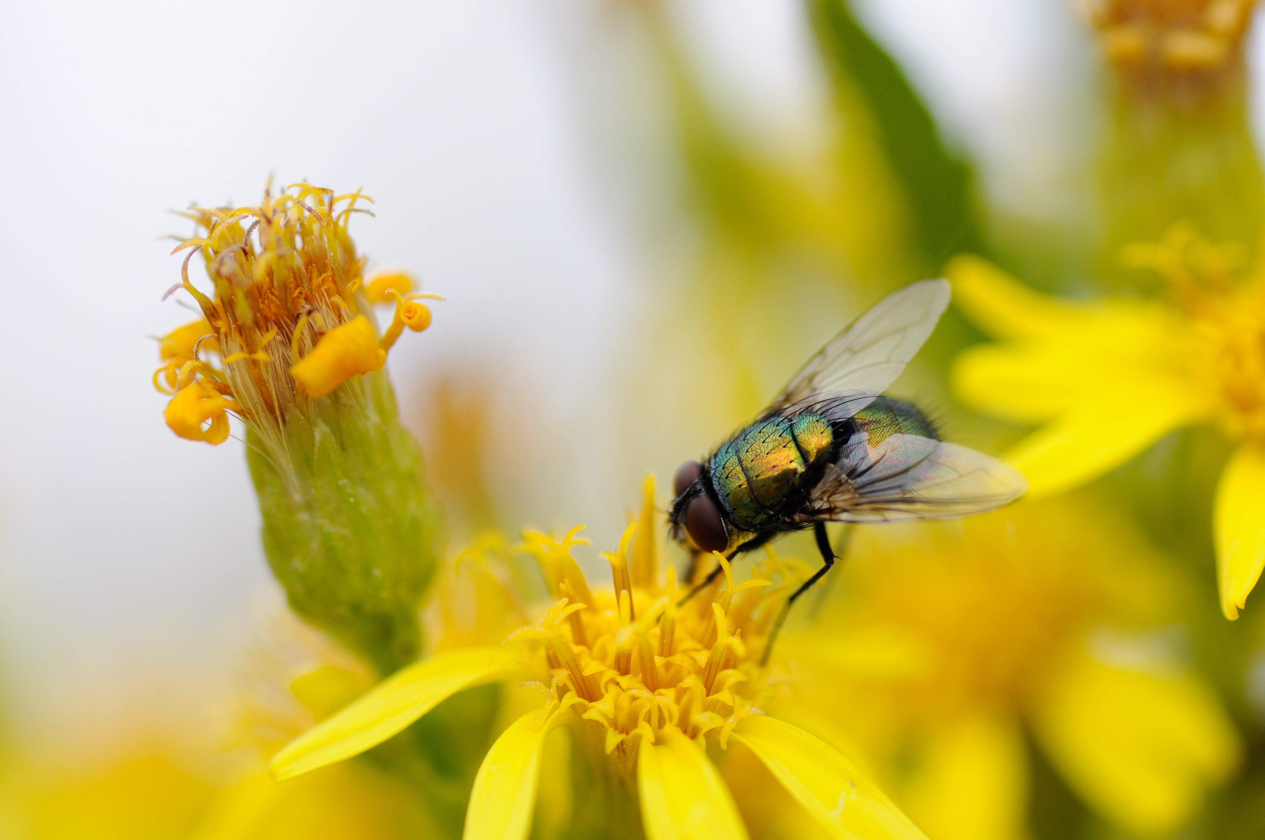 Mosca verde de la carne (Calliphoridae)