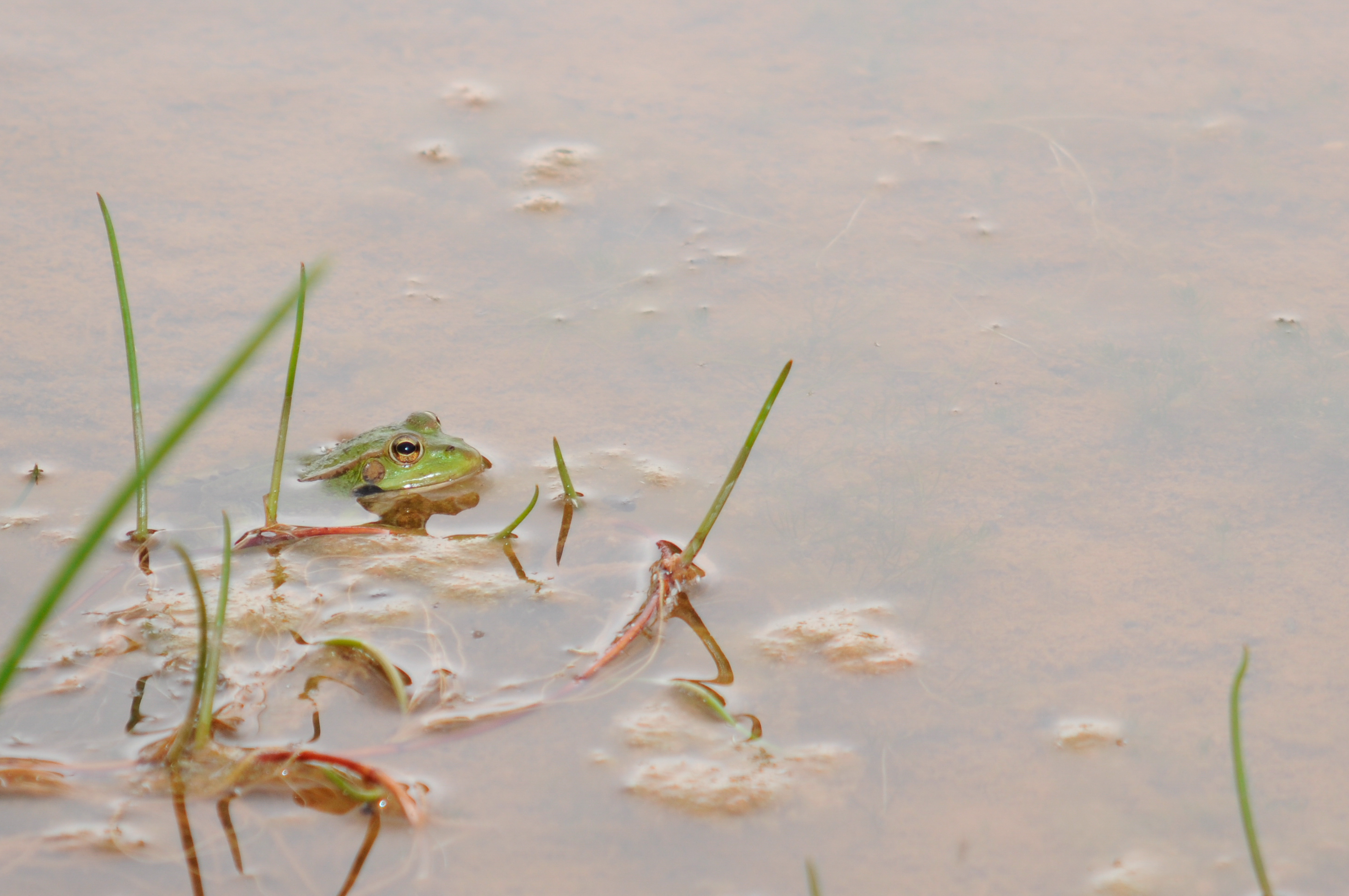 Rana común (Pelophylax perezi)