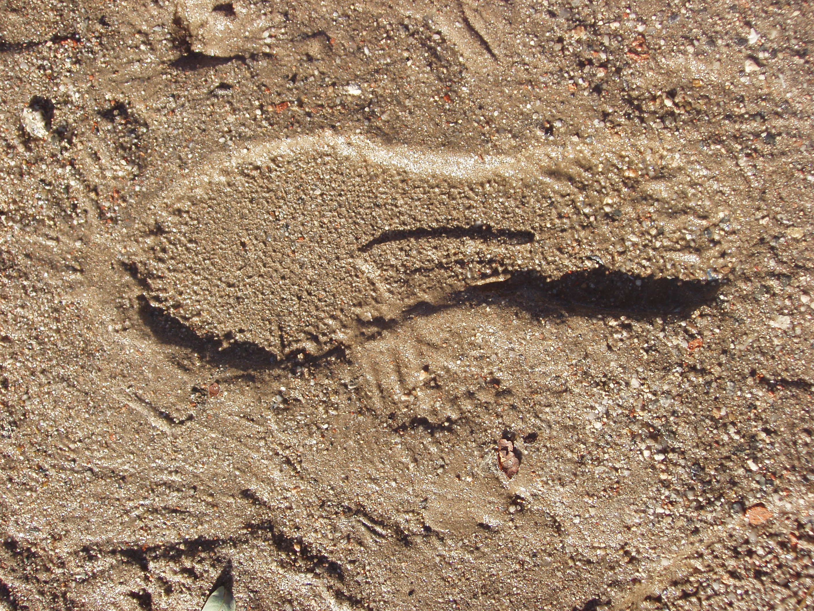 Textura (huella en la arena)