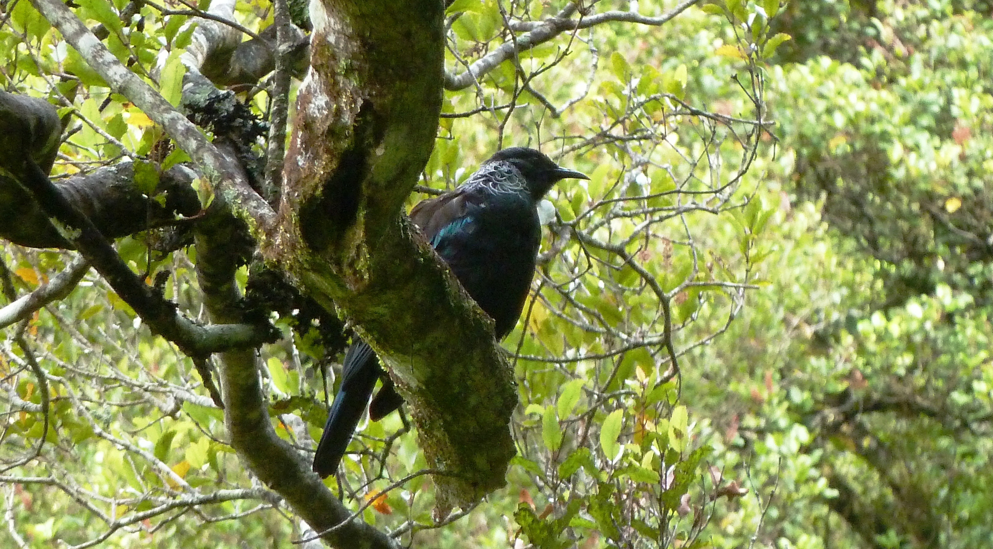 Tui
