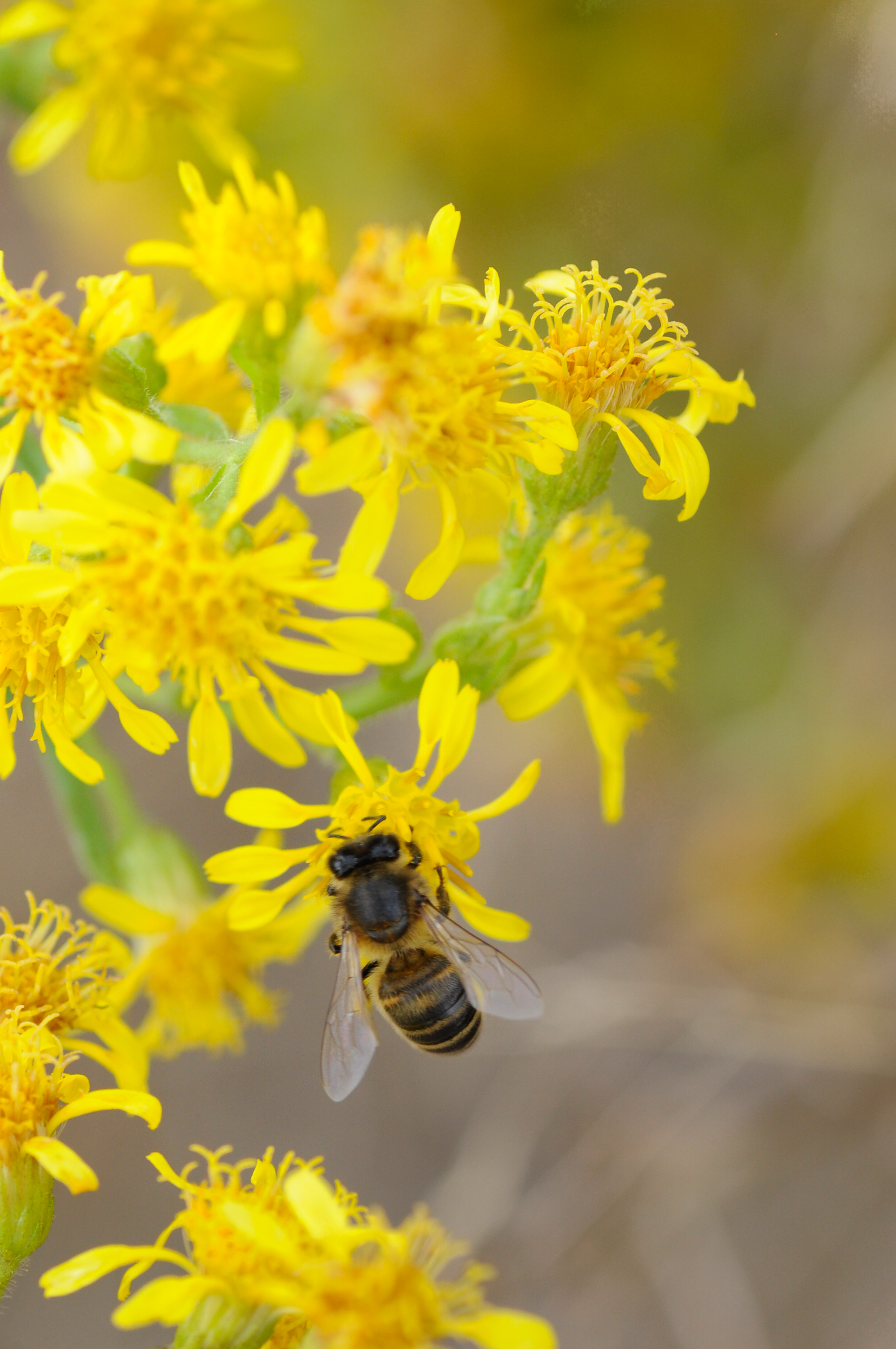 Abeja común libando en una olivardilla