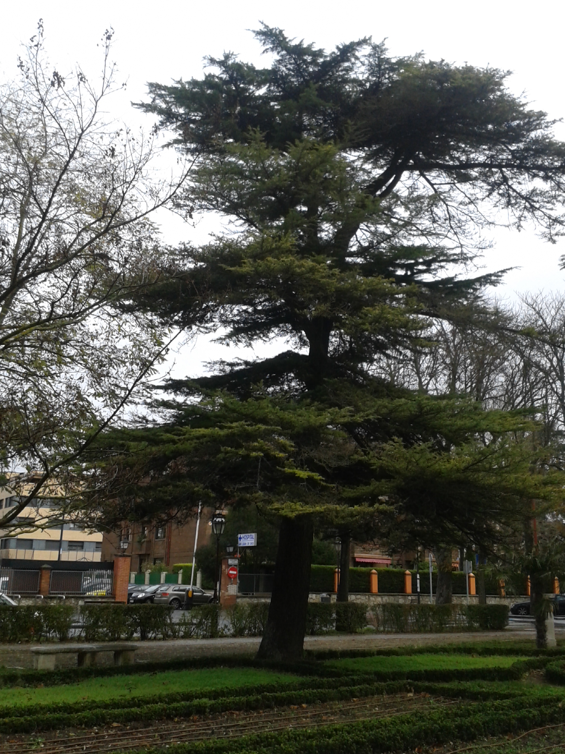Cedro del Himalaya