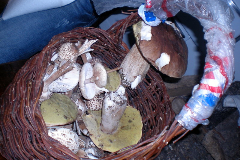 Imagen de una cesta con setas