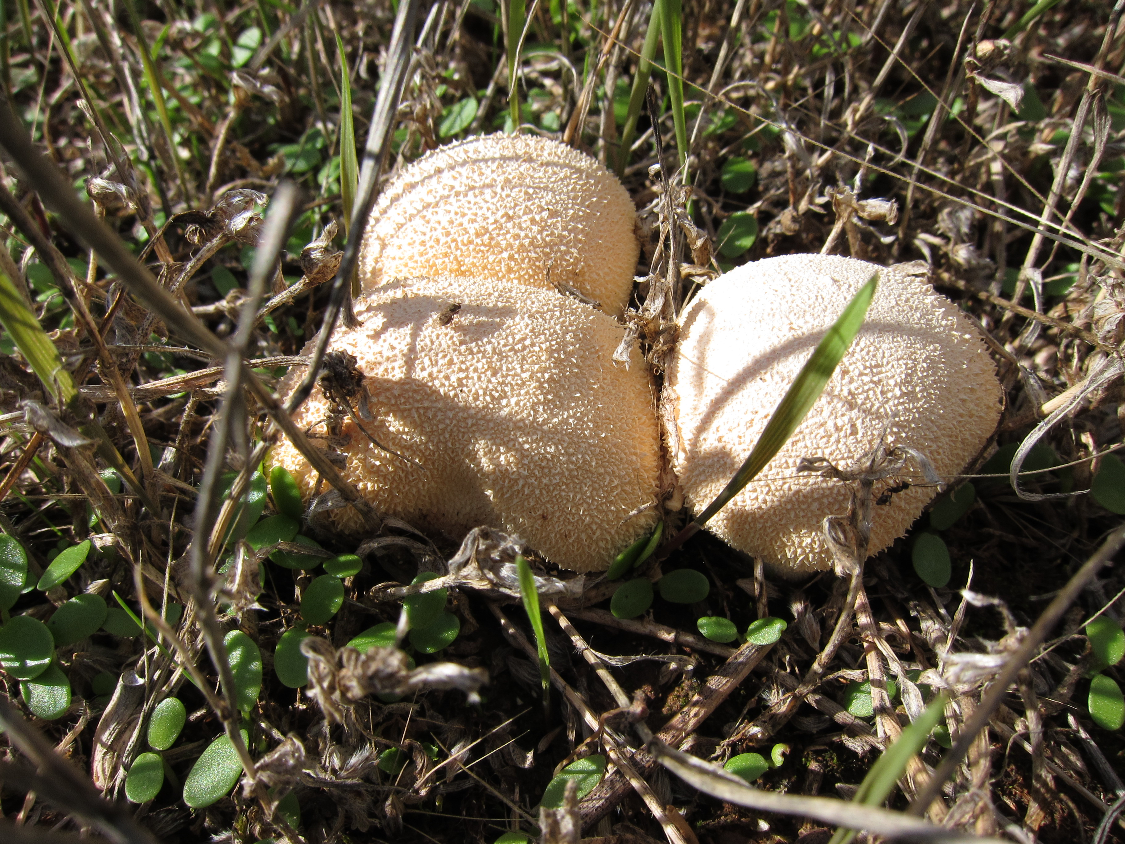 Lycoperdon perlatum (pedos de lobo)