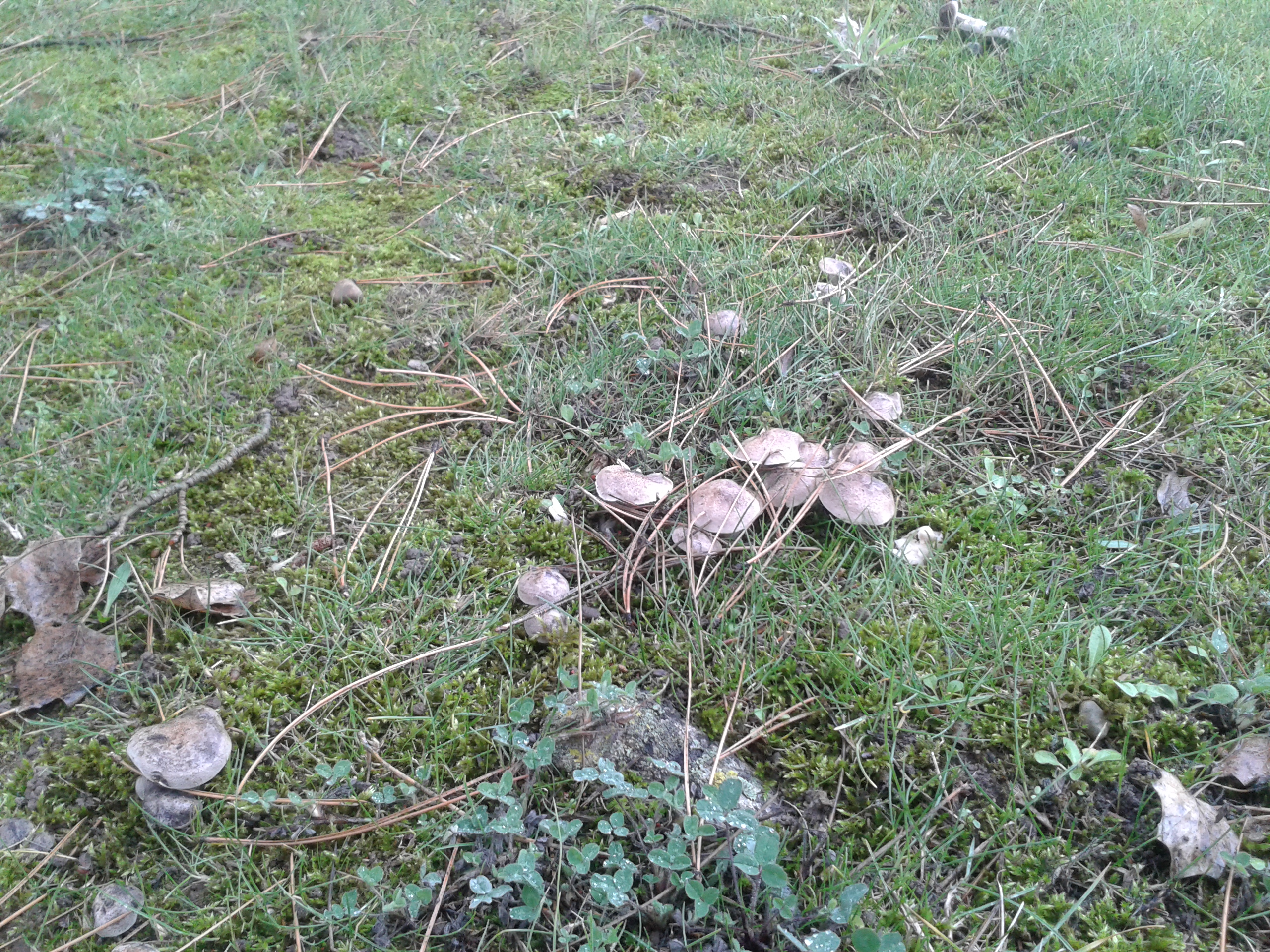 Setas en pista atletismo