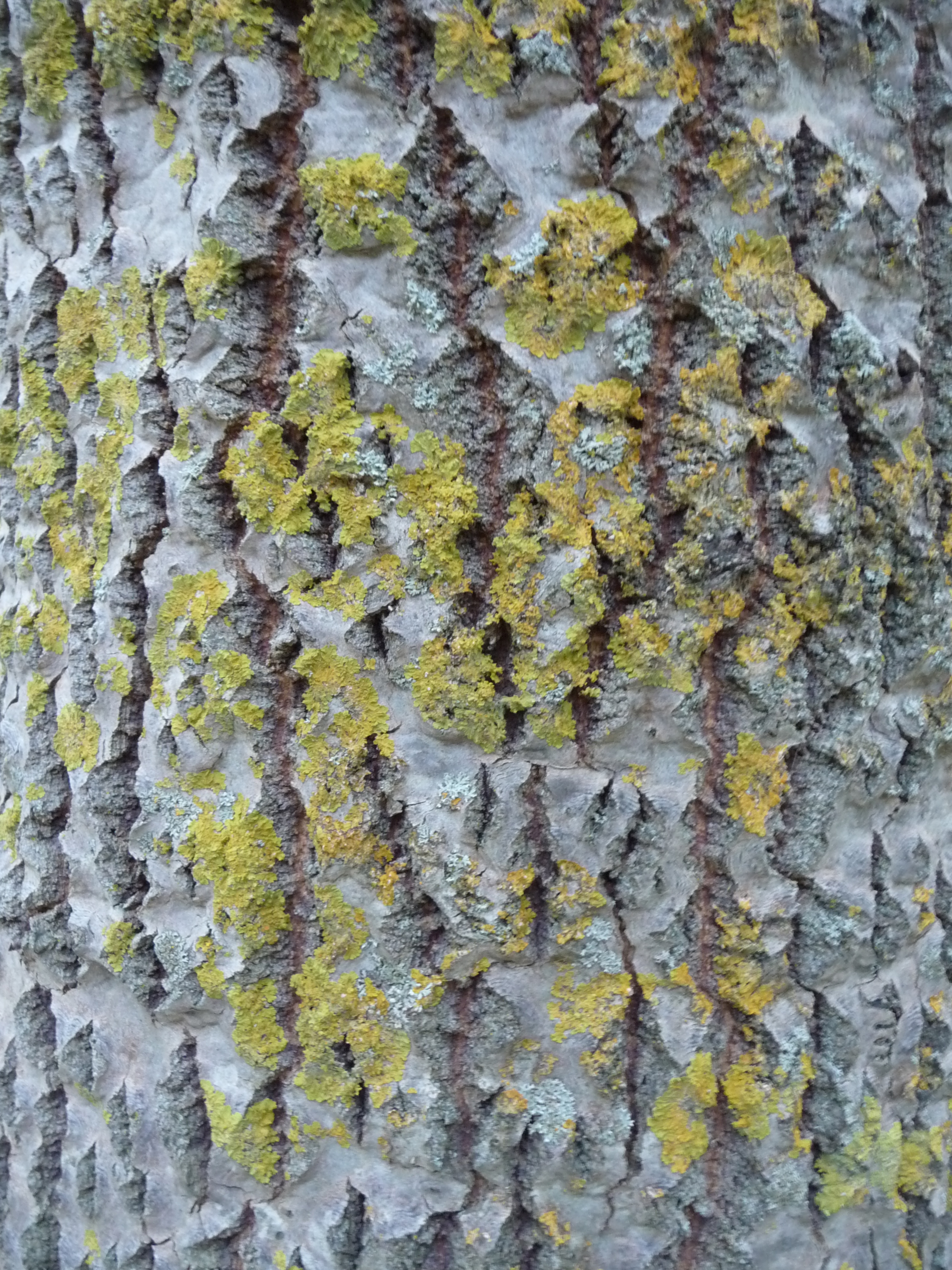 Textura (tronco con líquenes)