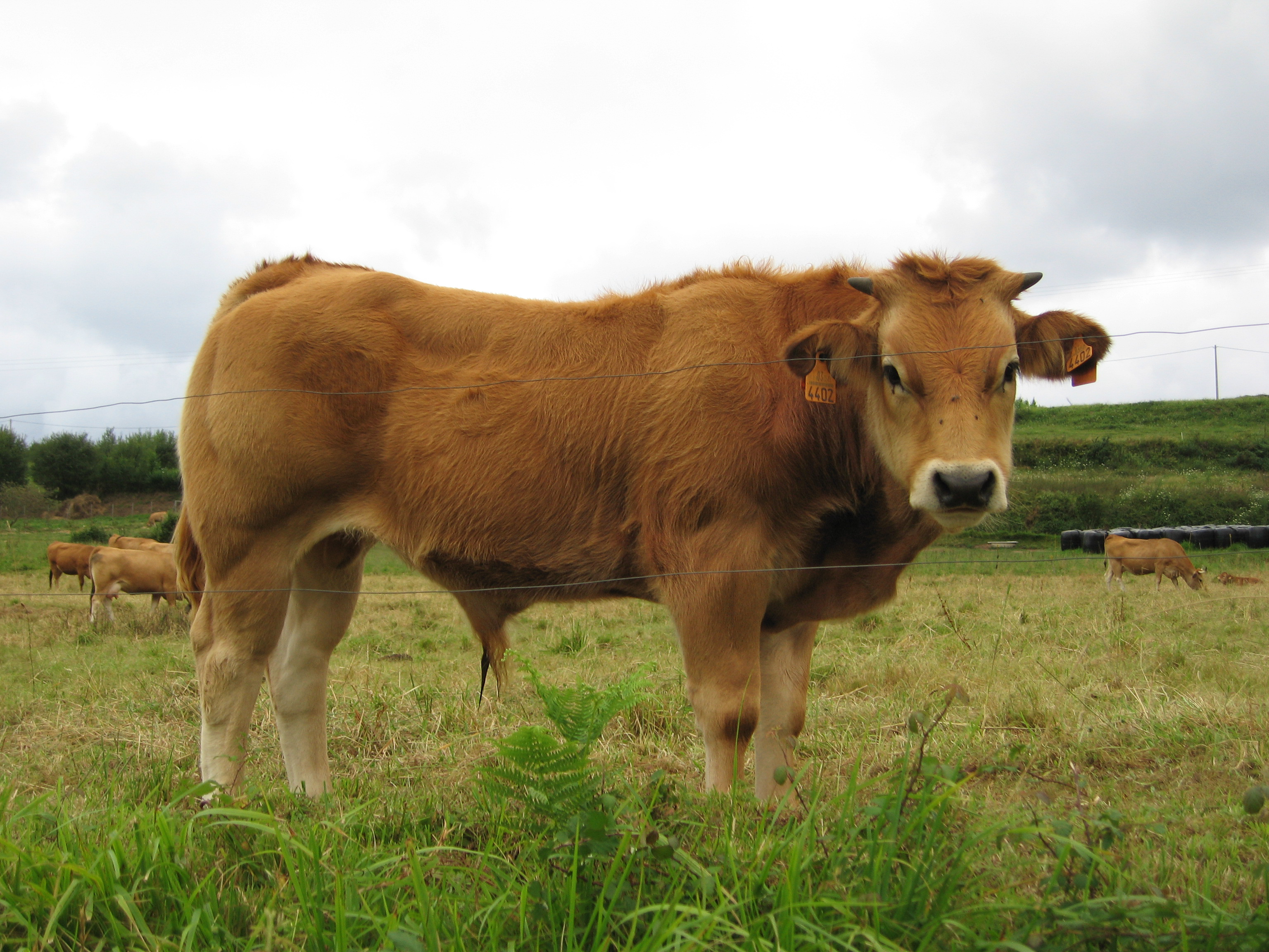 Toro joven