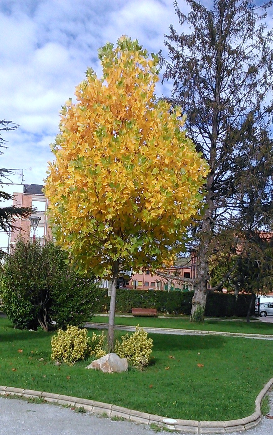 Árbol del ambar (Liquidambar styraciflua)