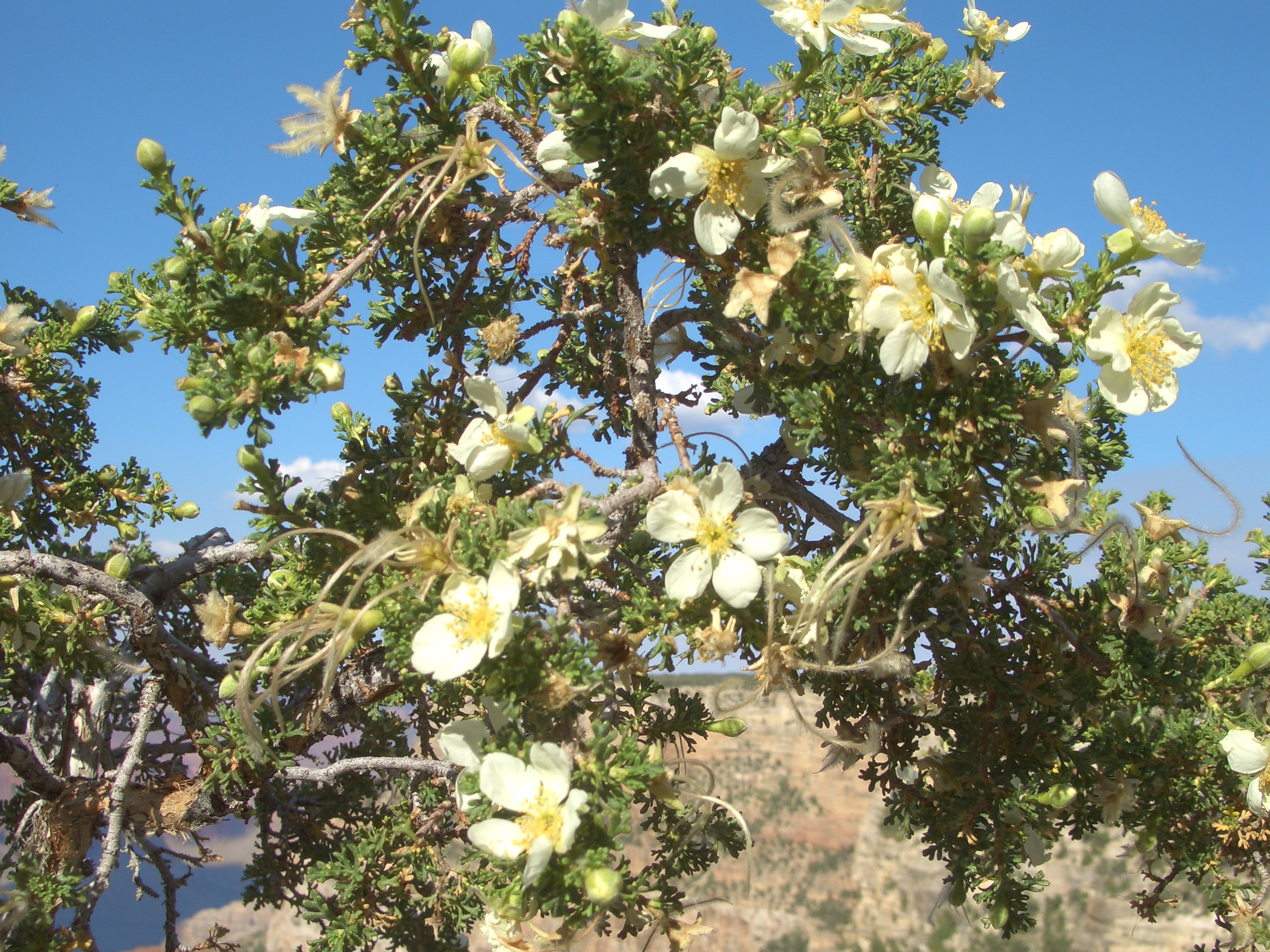 arbusto rosaceo