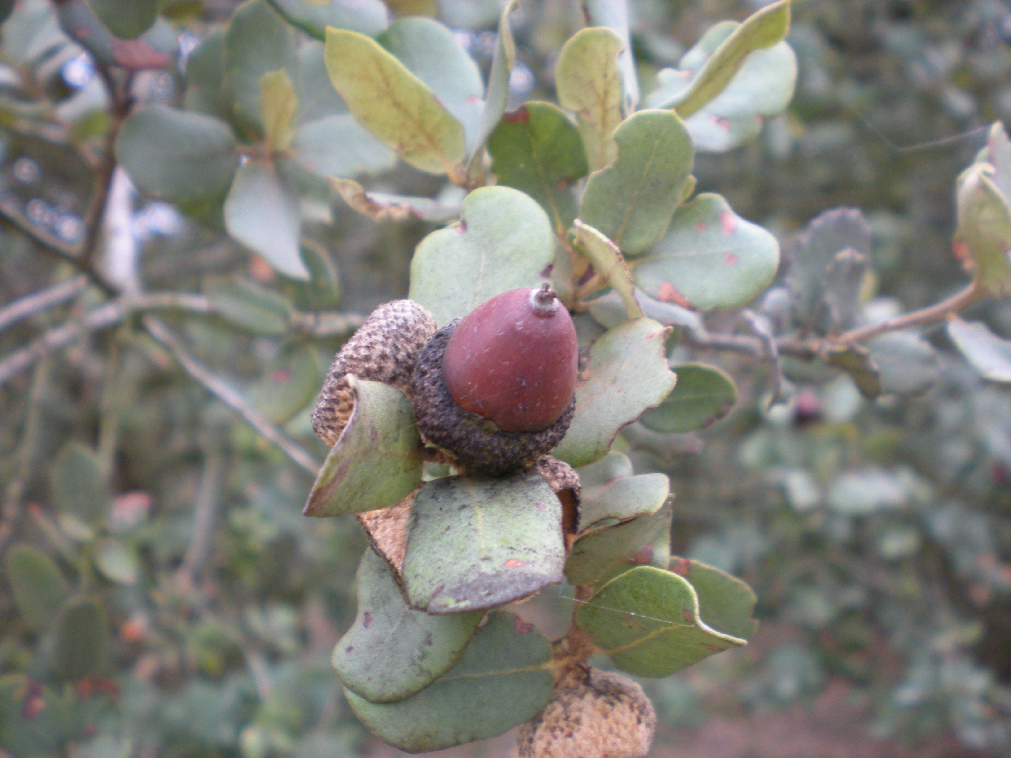 Bellota