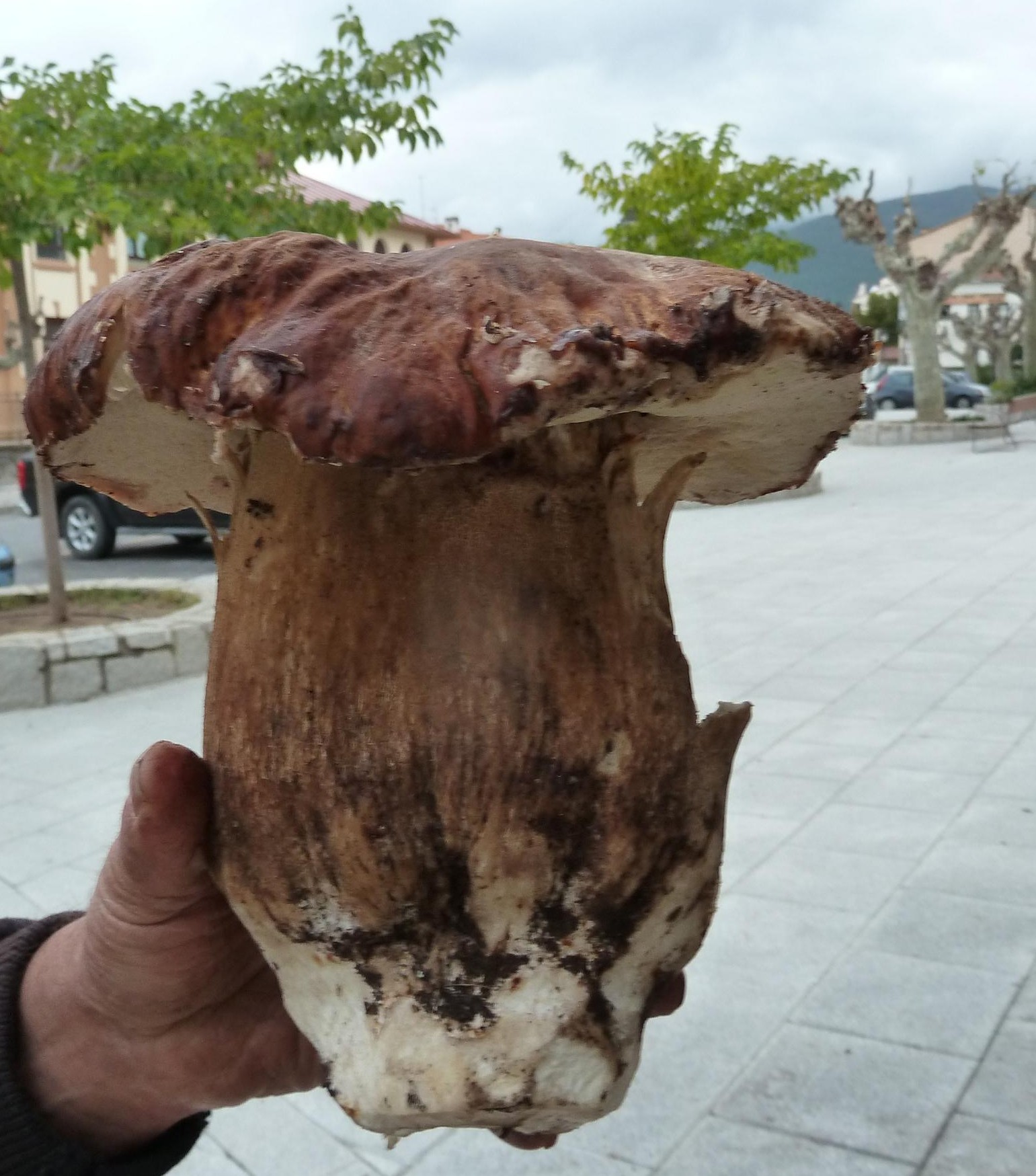 Boletus Edulis