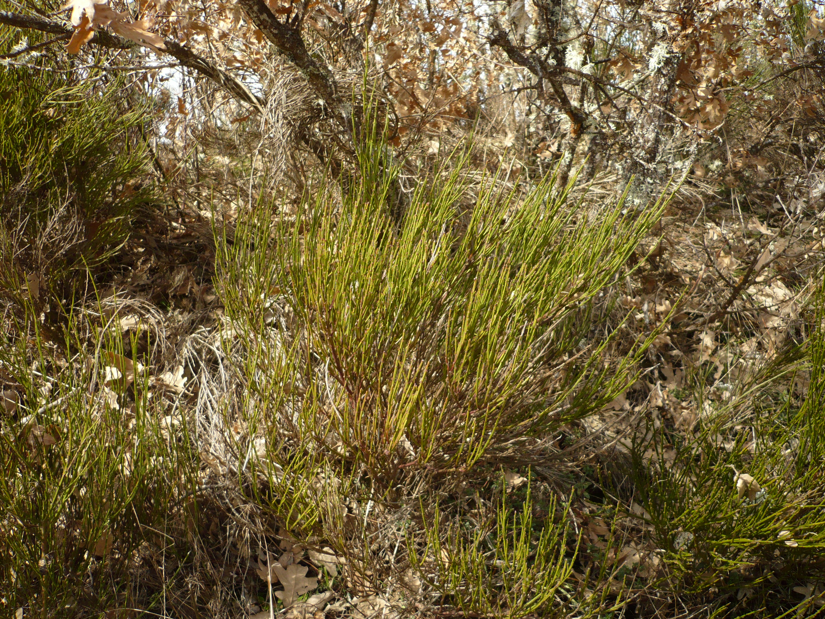 El brezo en la montaña palentina