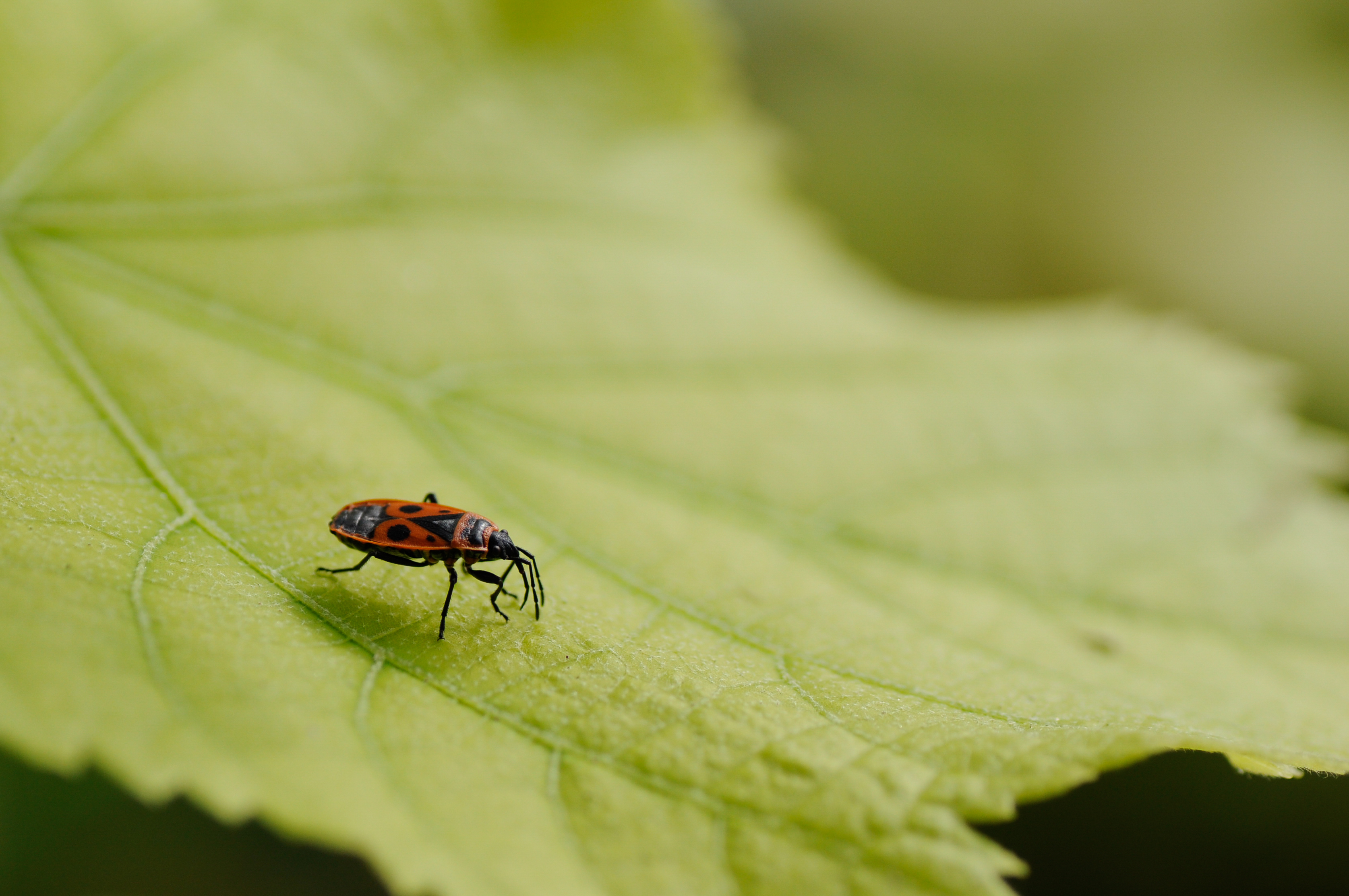 Chinche de las malvas (Pyrrhocoris apterus)