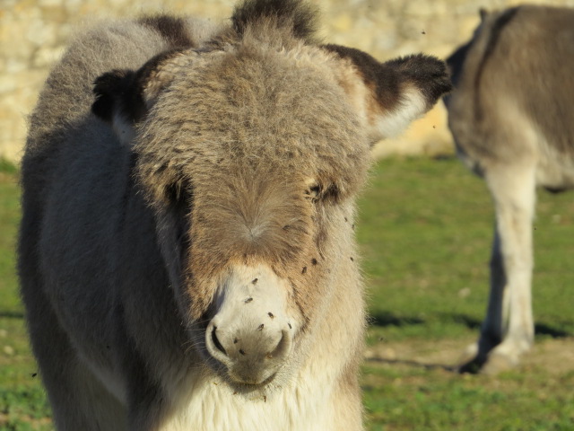 Cría de Equus africanus asinus.