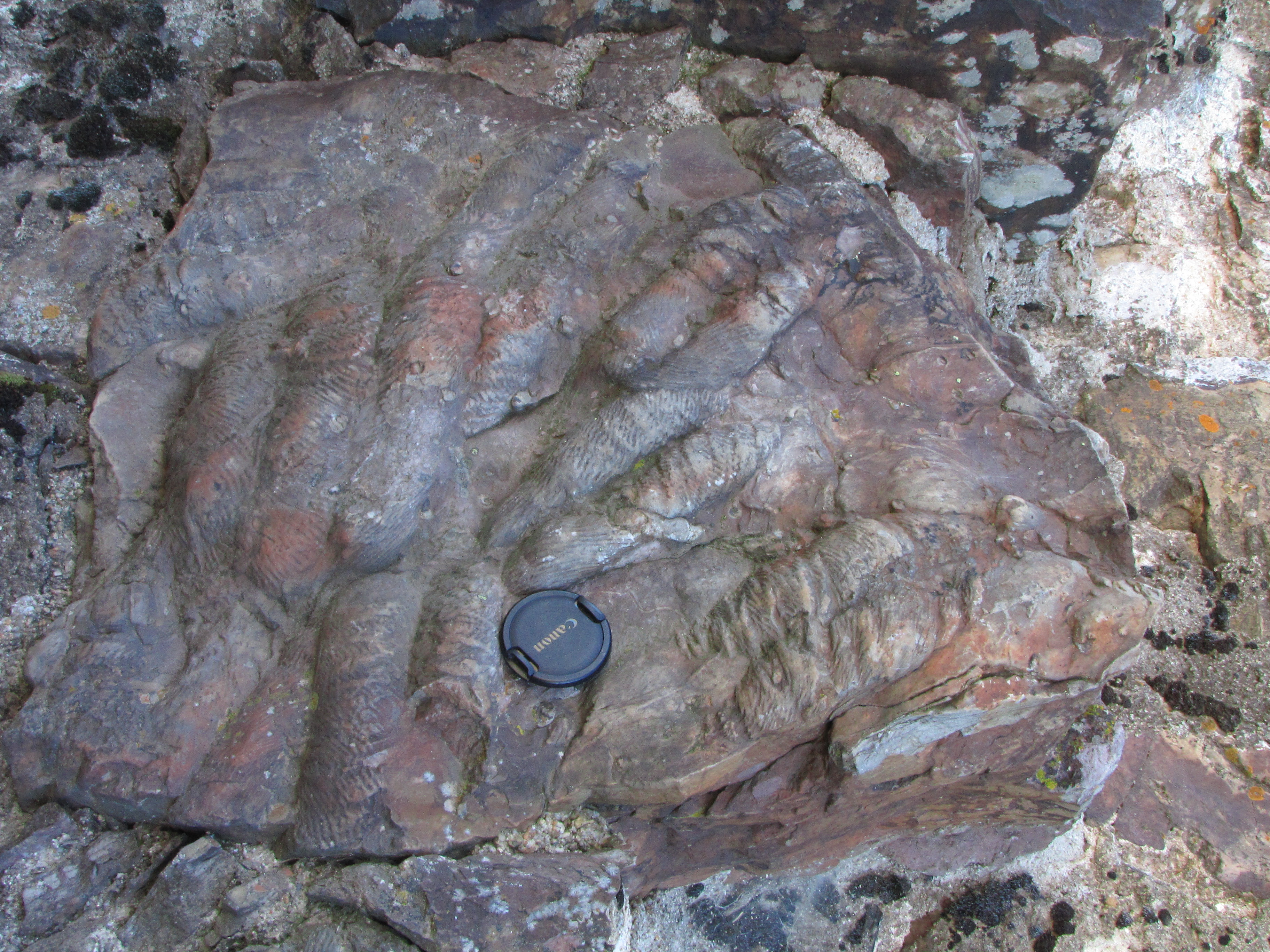 Fósil contramolde de Cruziana