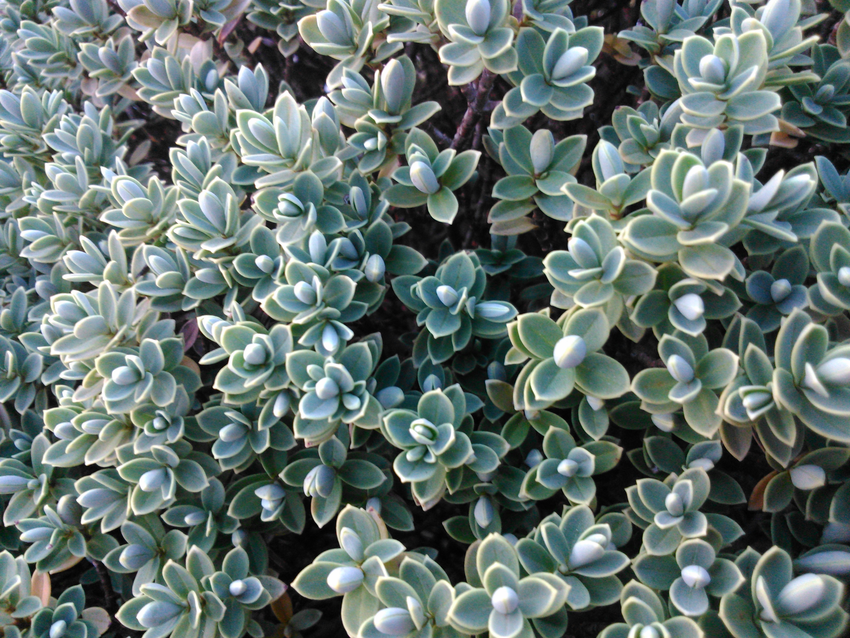 Hebe sp. (verónica)