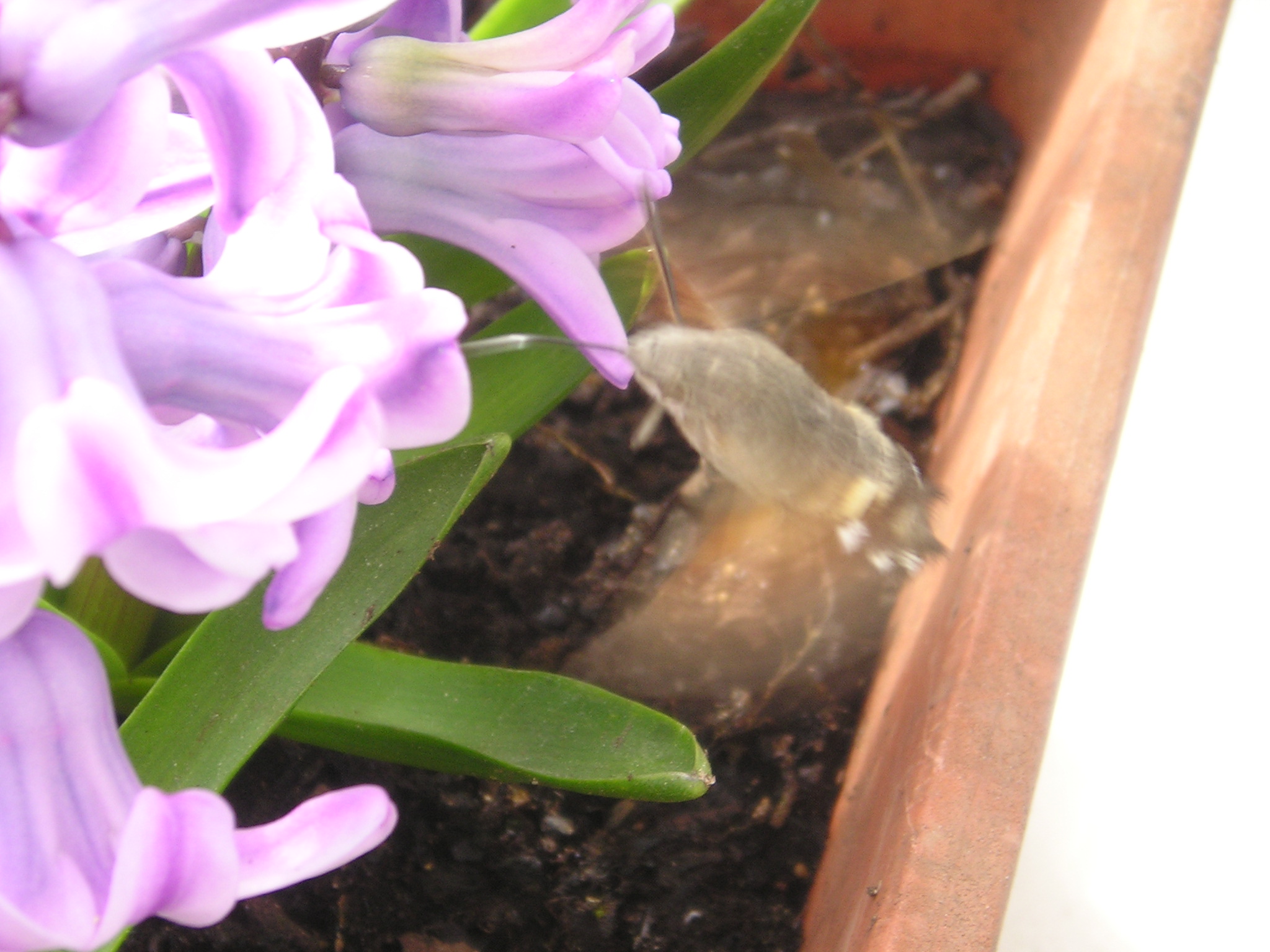 Insecto libando