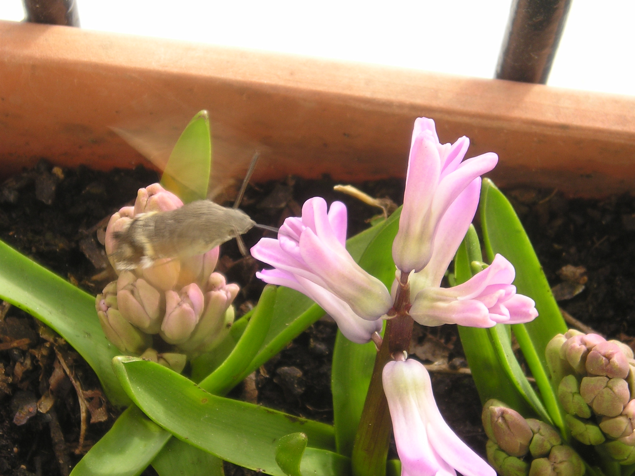 Insecto libando