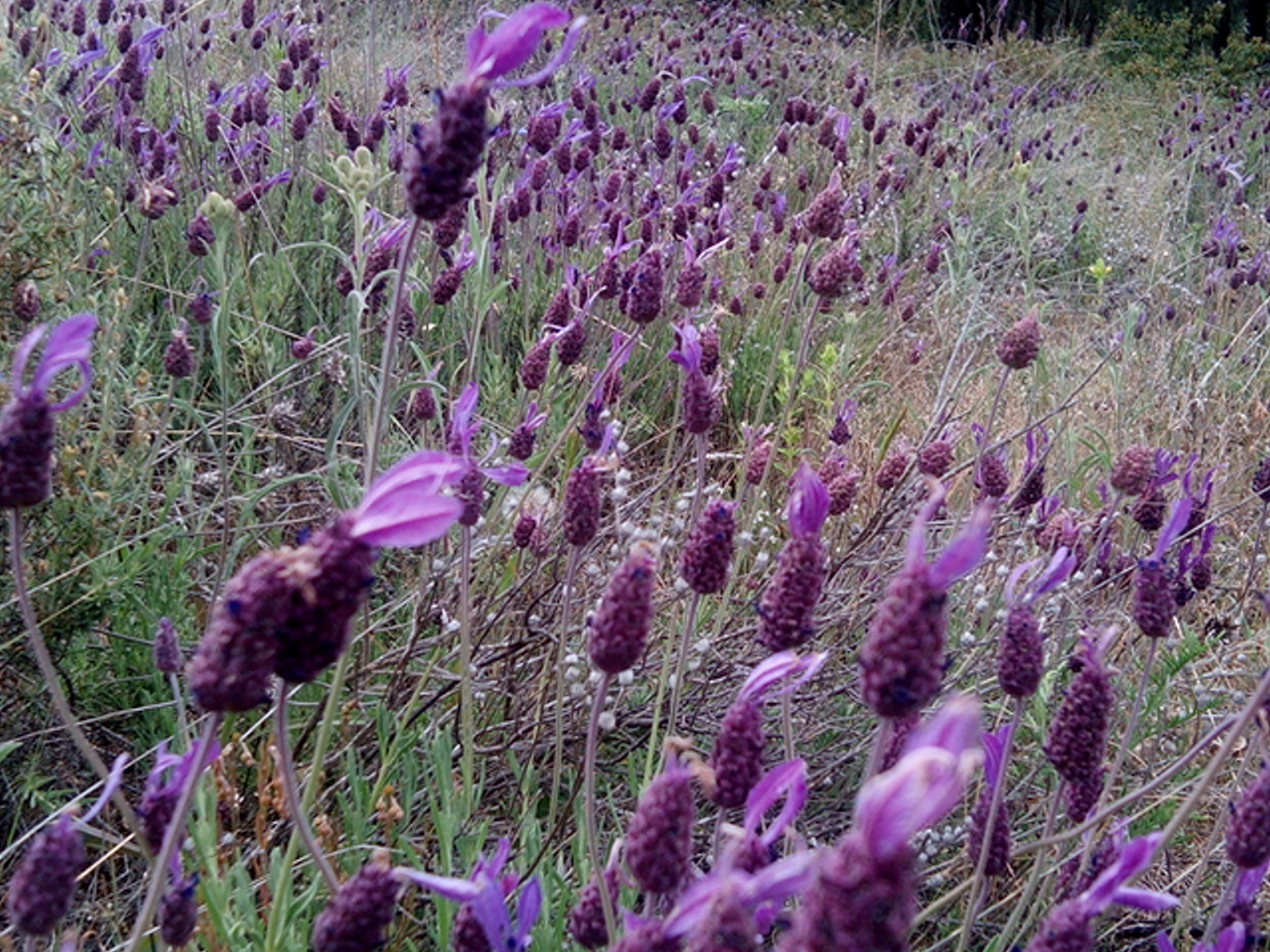 Lavanda silvestre