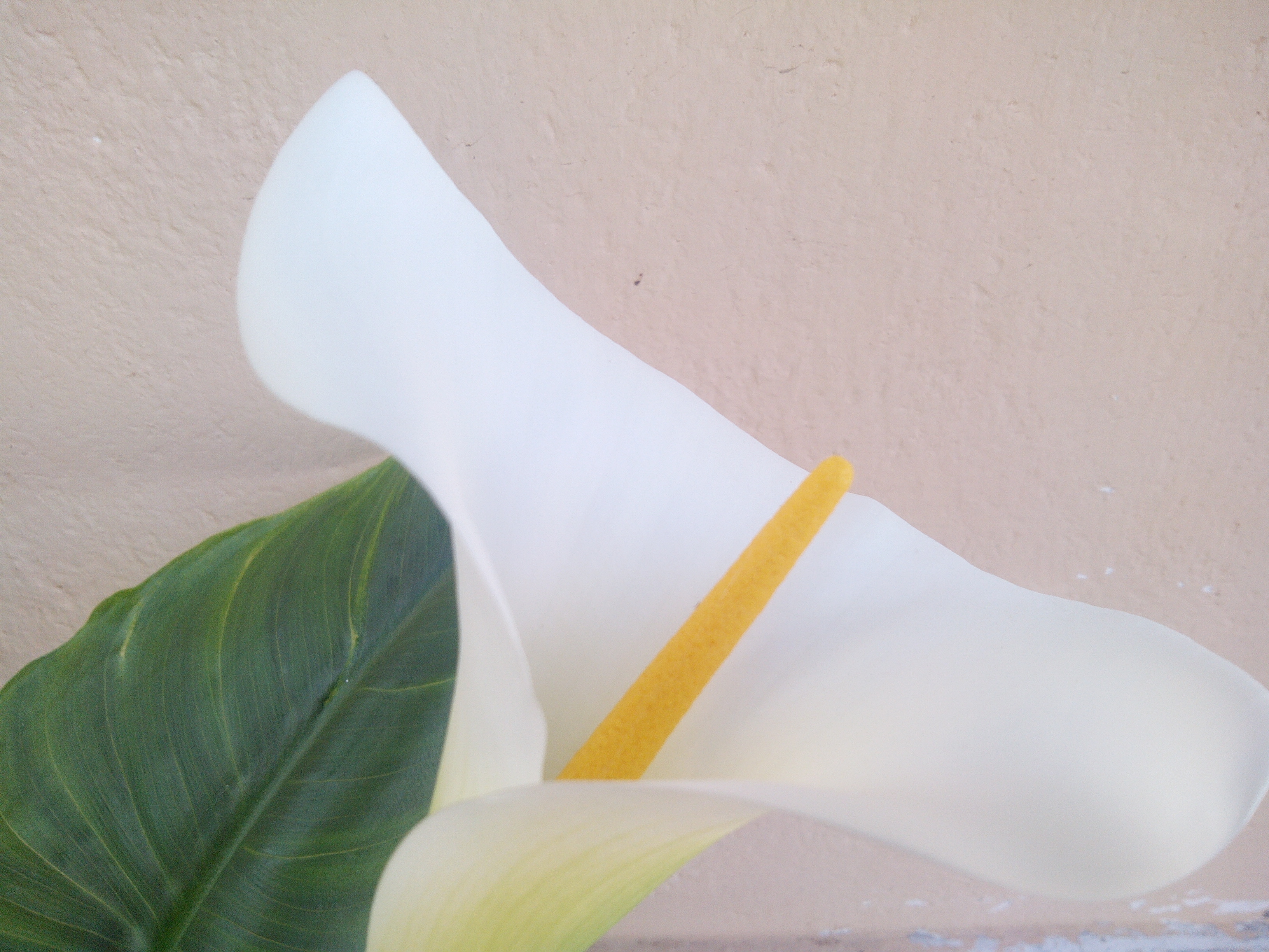 Flor; cala