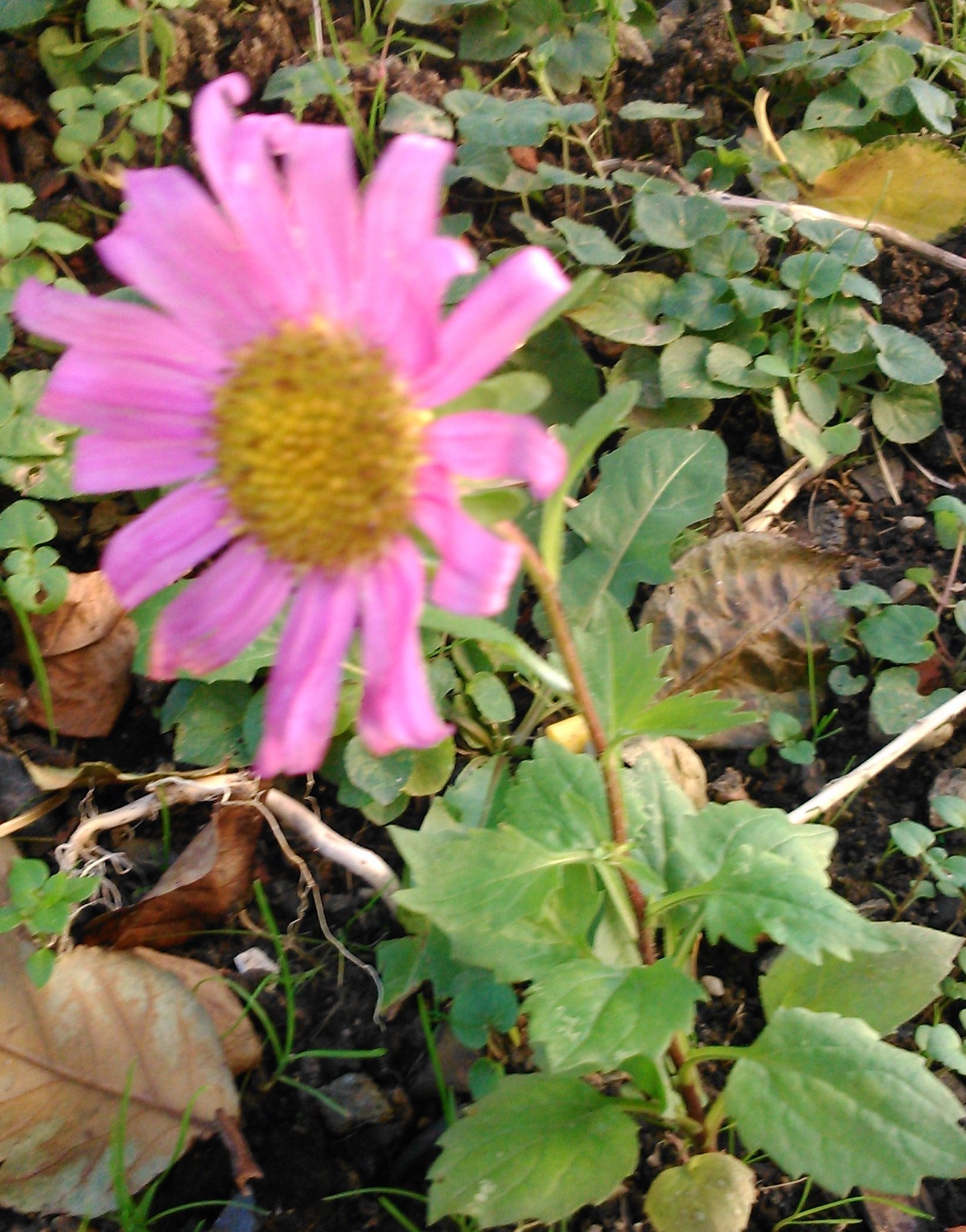 Margarita de otoño