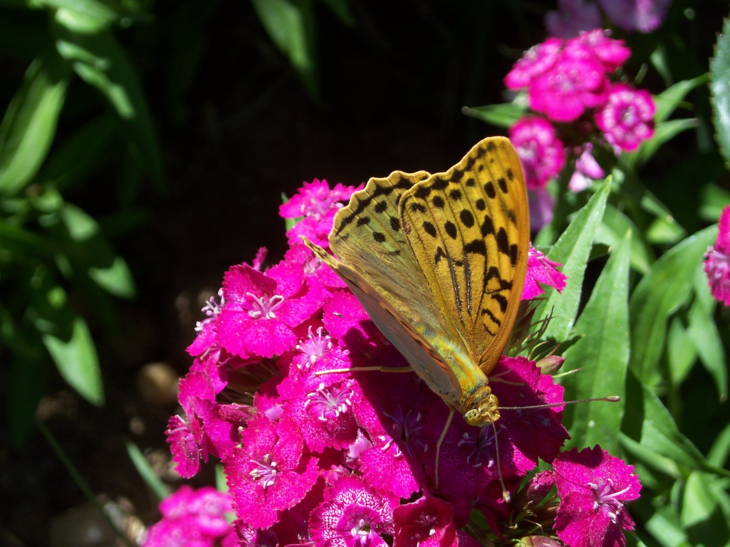 Mariposa del aire
