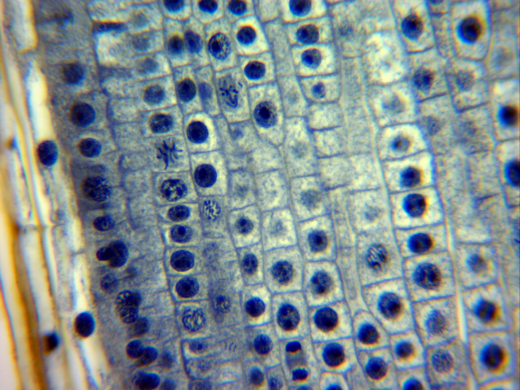 MItosis en meristemos apicales de cebolla (400 aumentos)