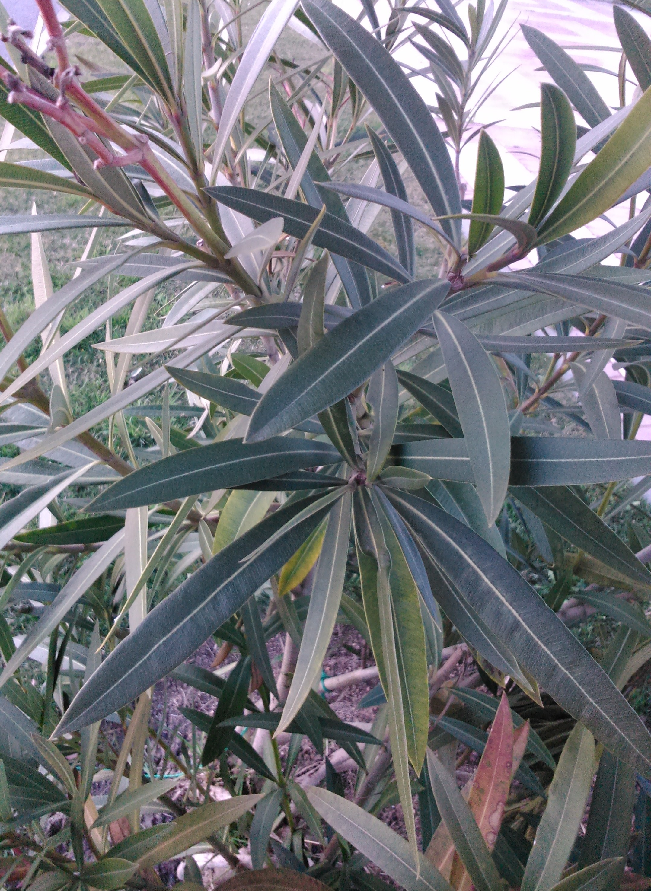 Nerium oleander (adelfa)
