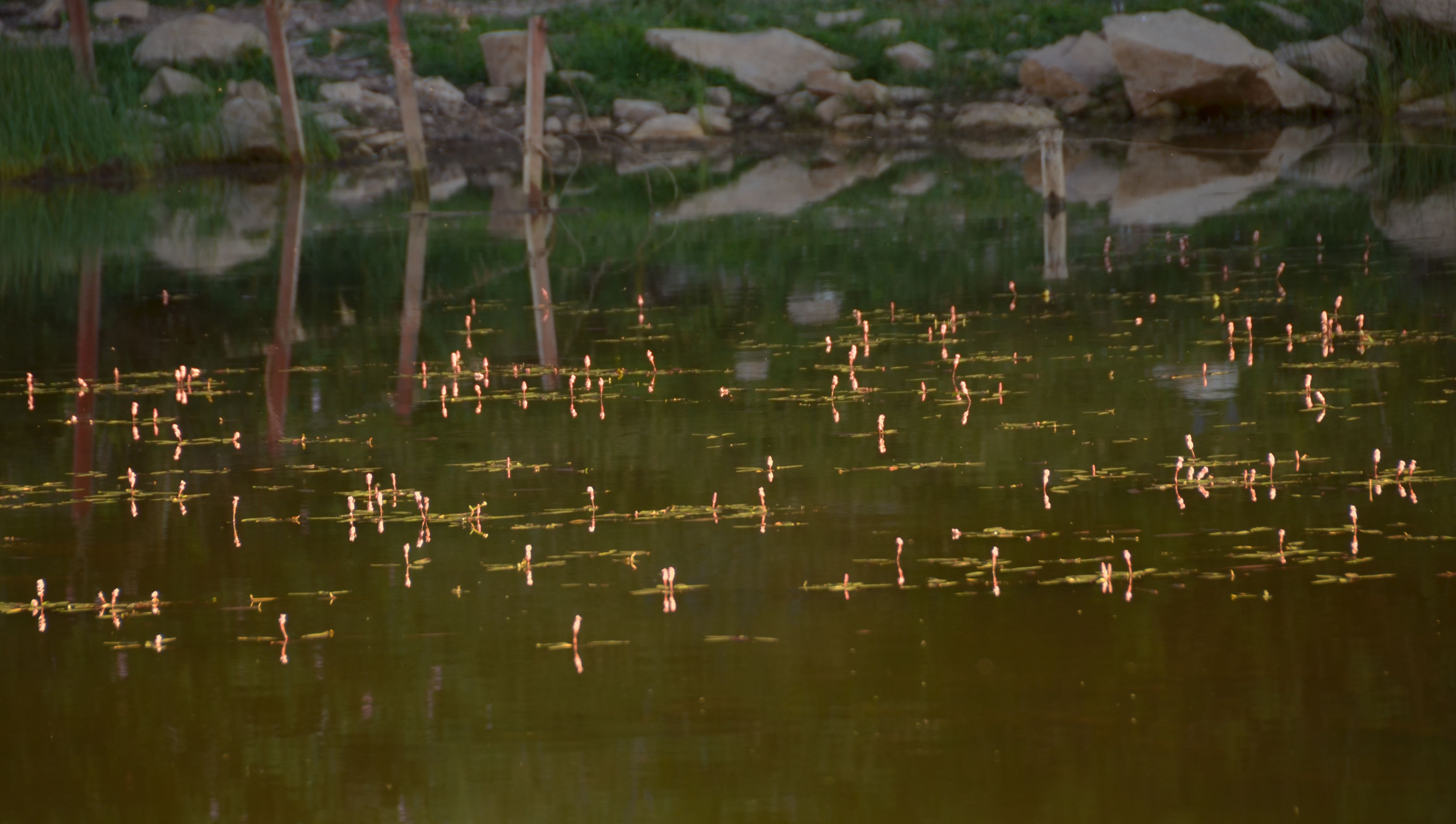 PLantas en el espejo