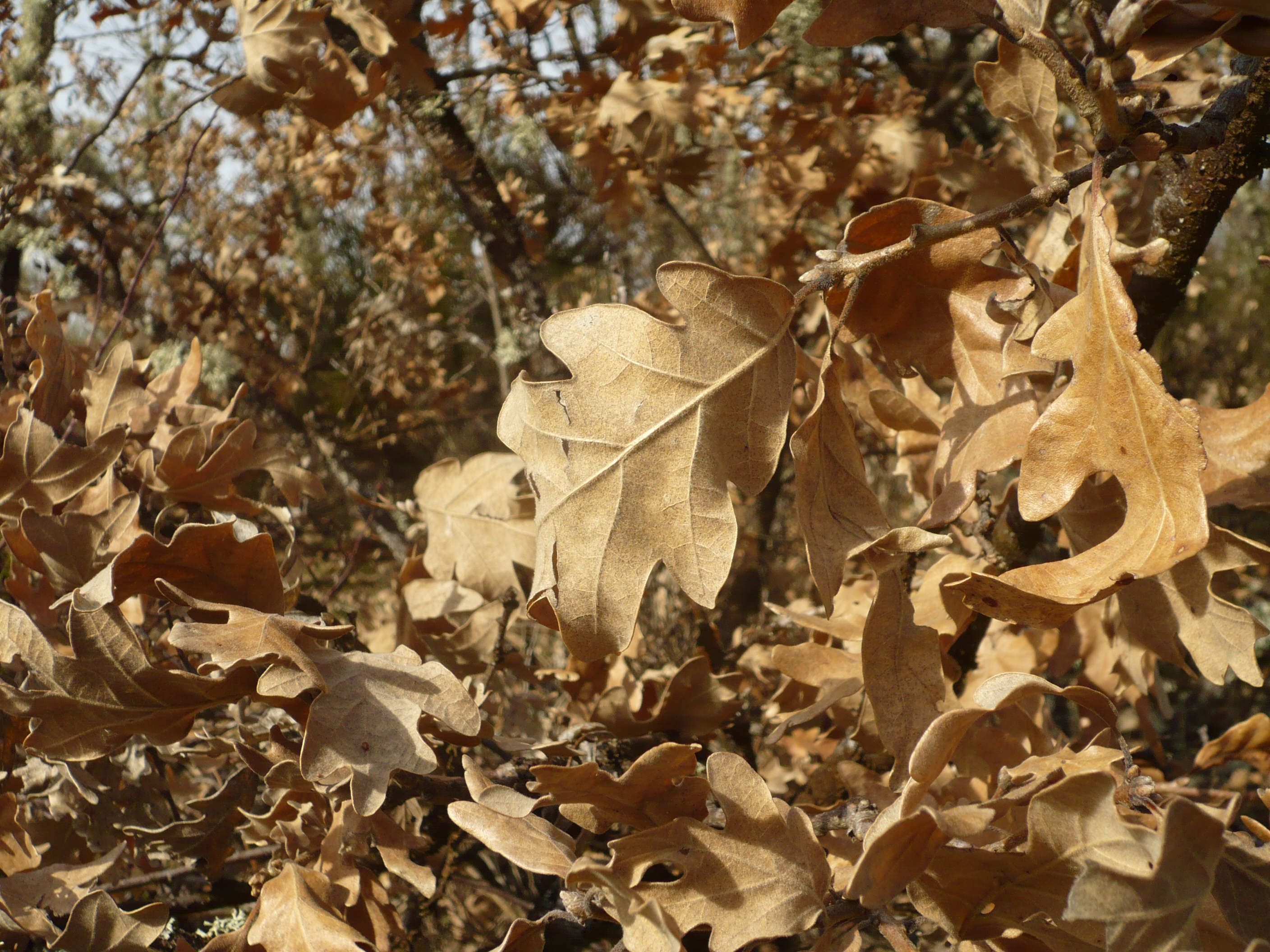 Los robles en la montaña palentina
