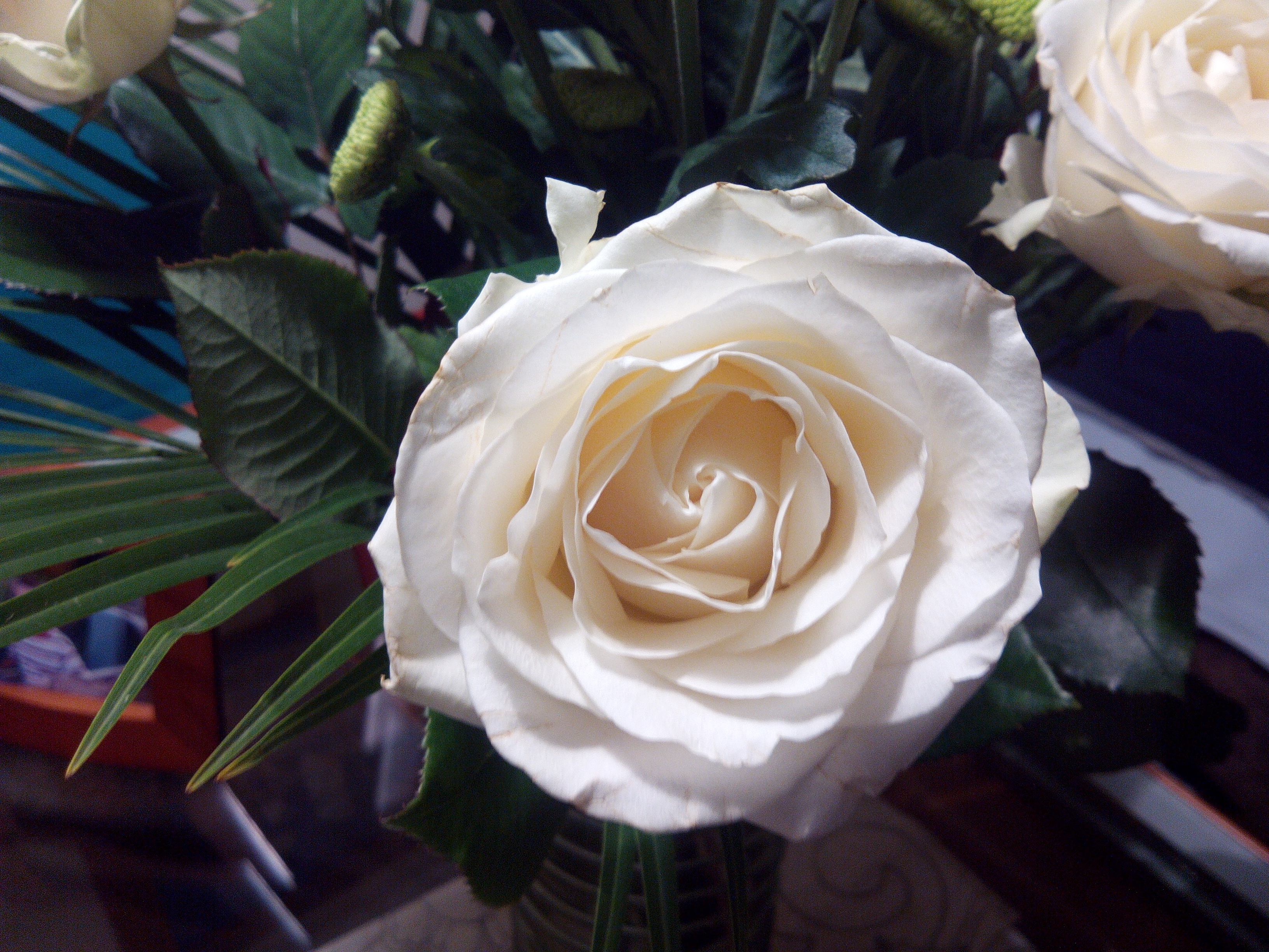 Rosa