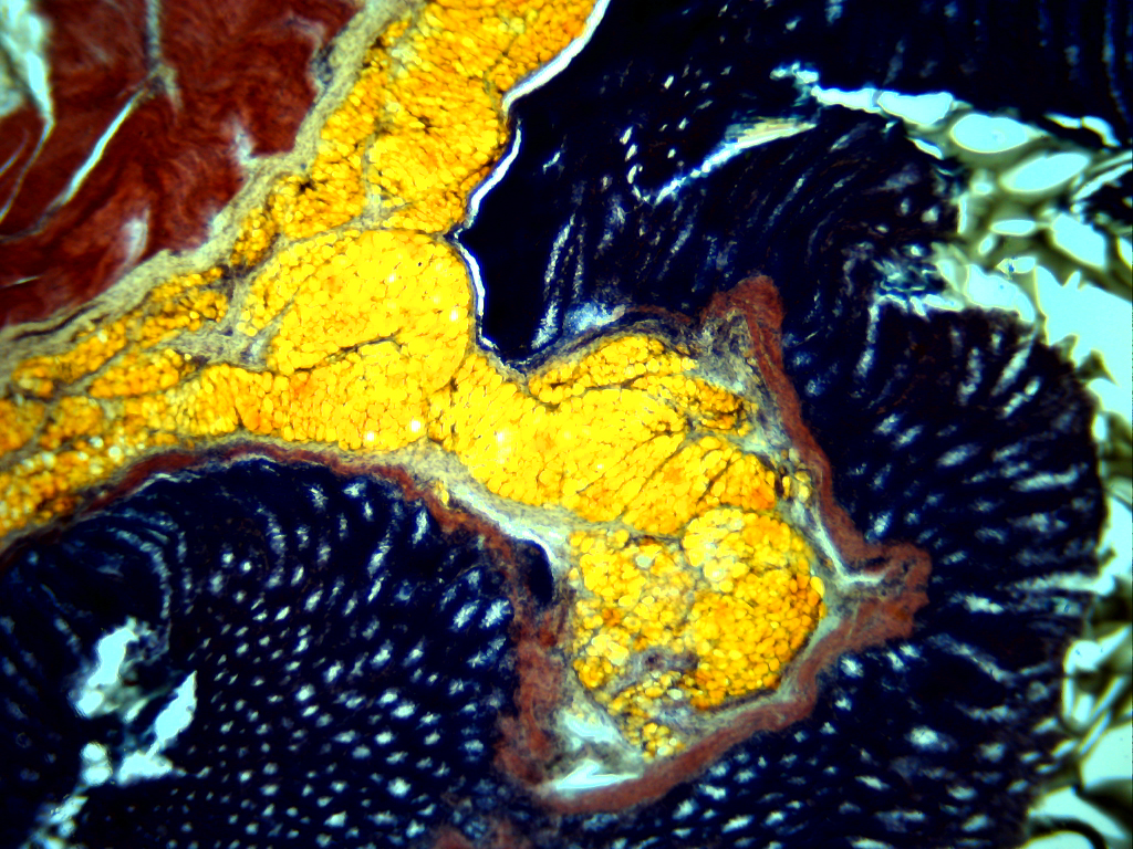 Tejido adiposo (40 aumentos)