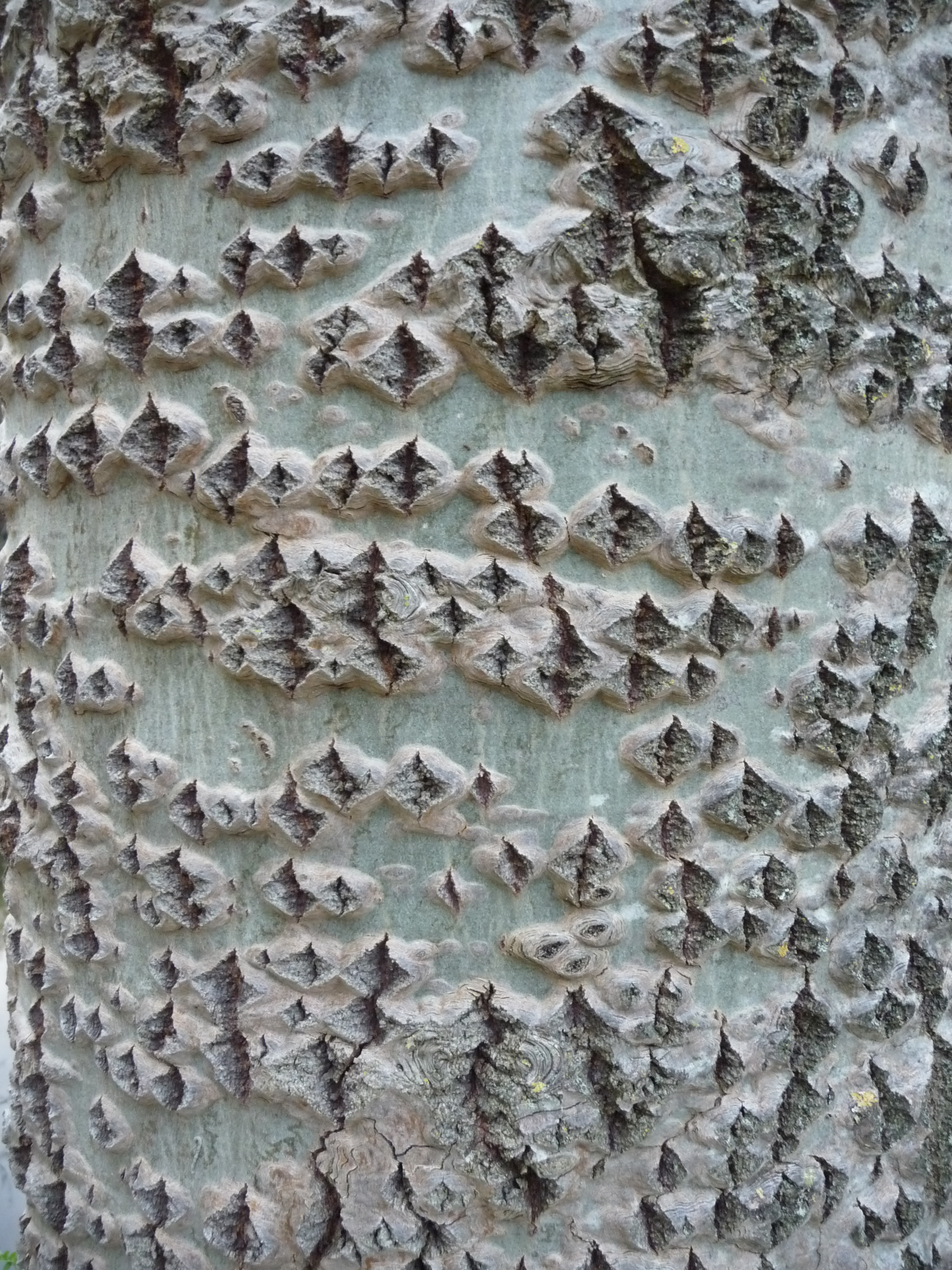 Textura (tronco con hendiduras)