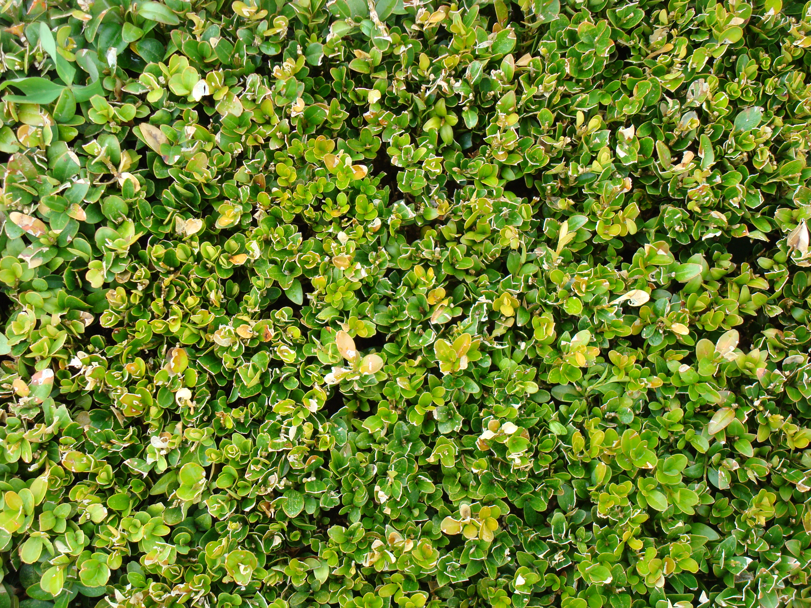 Textura (vegetal)