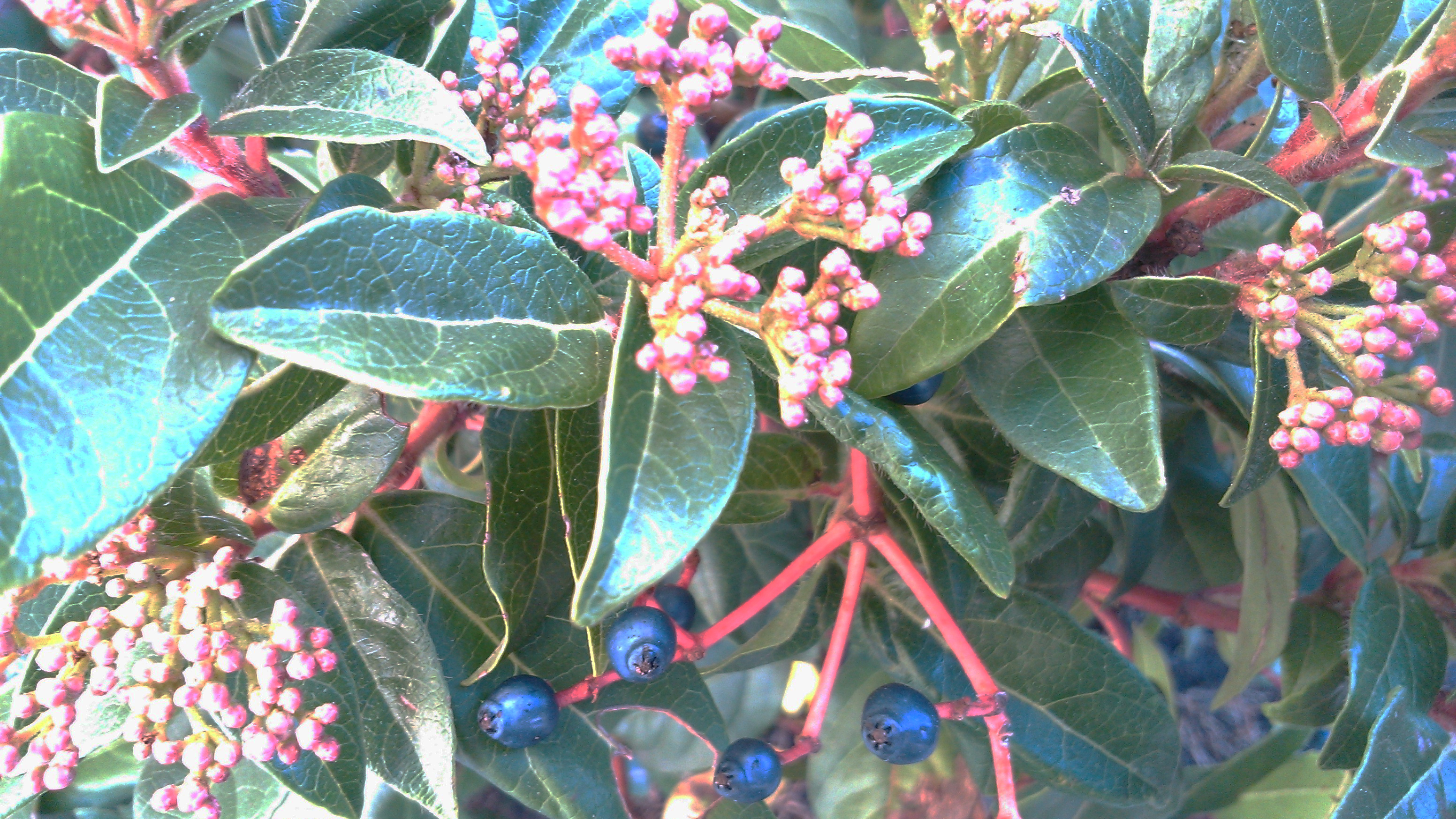 Viburnum tinus (durillo)