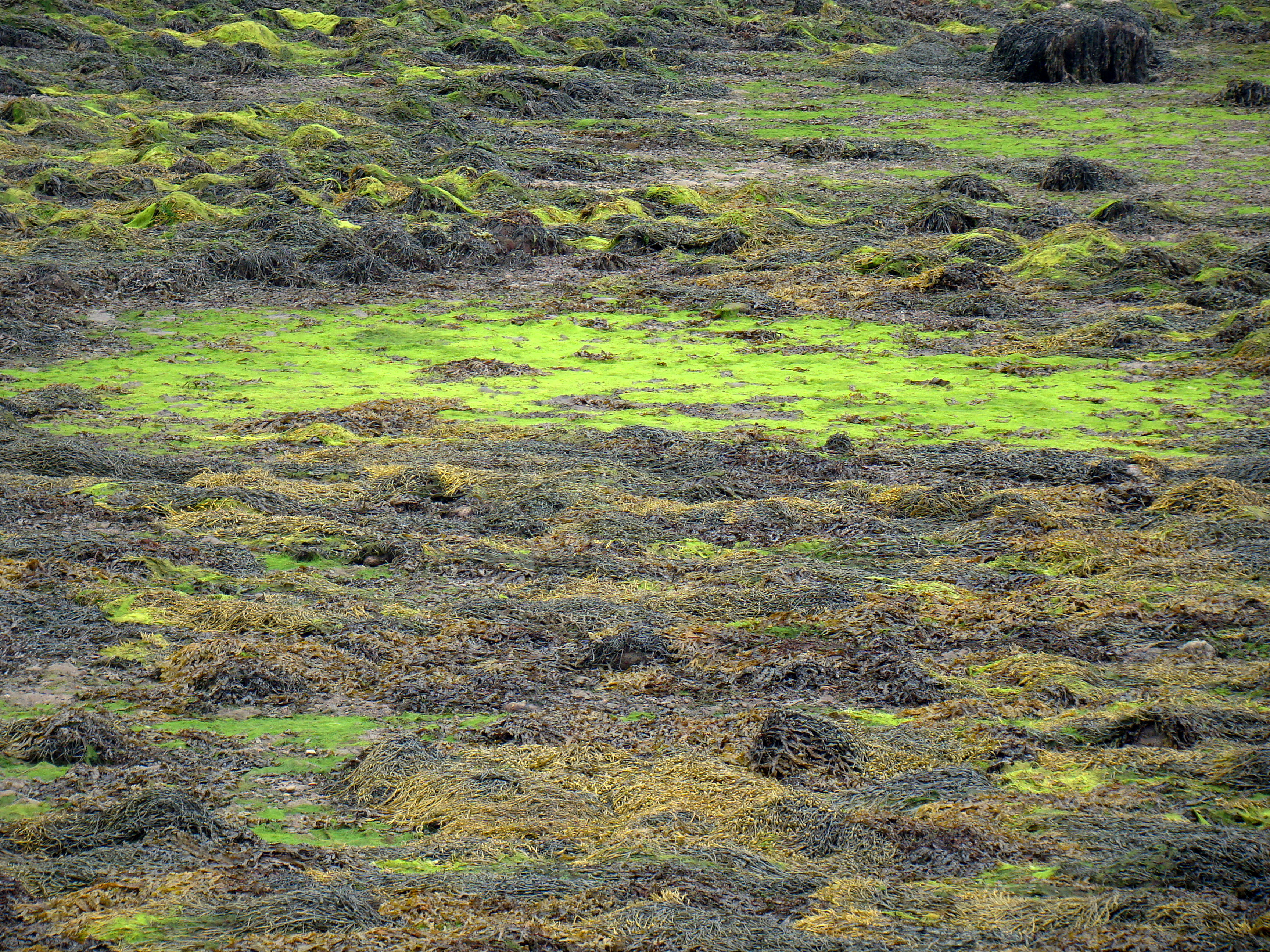 Alfombra