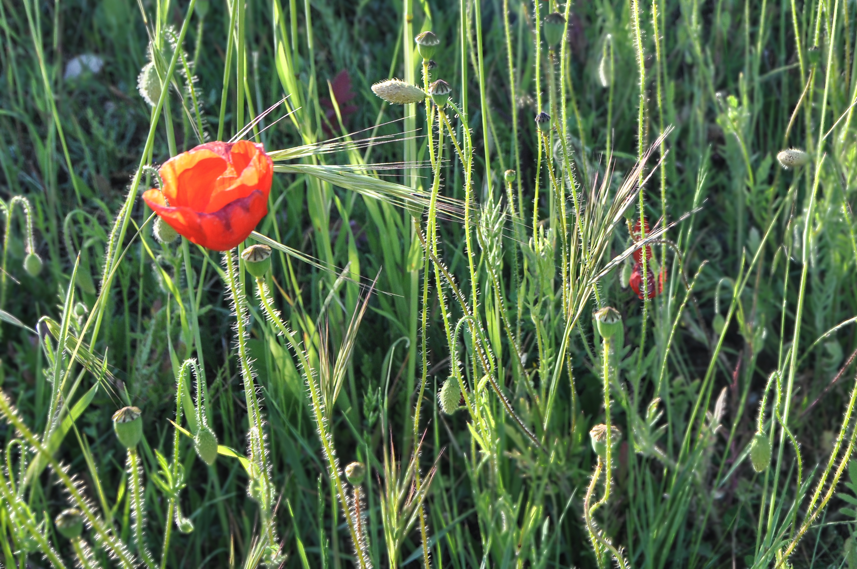 Amapola
