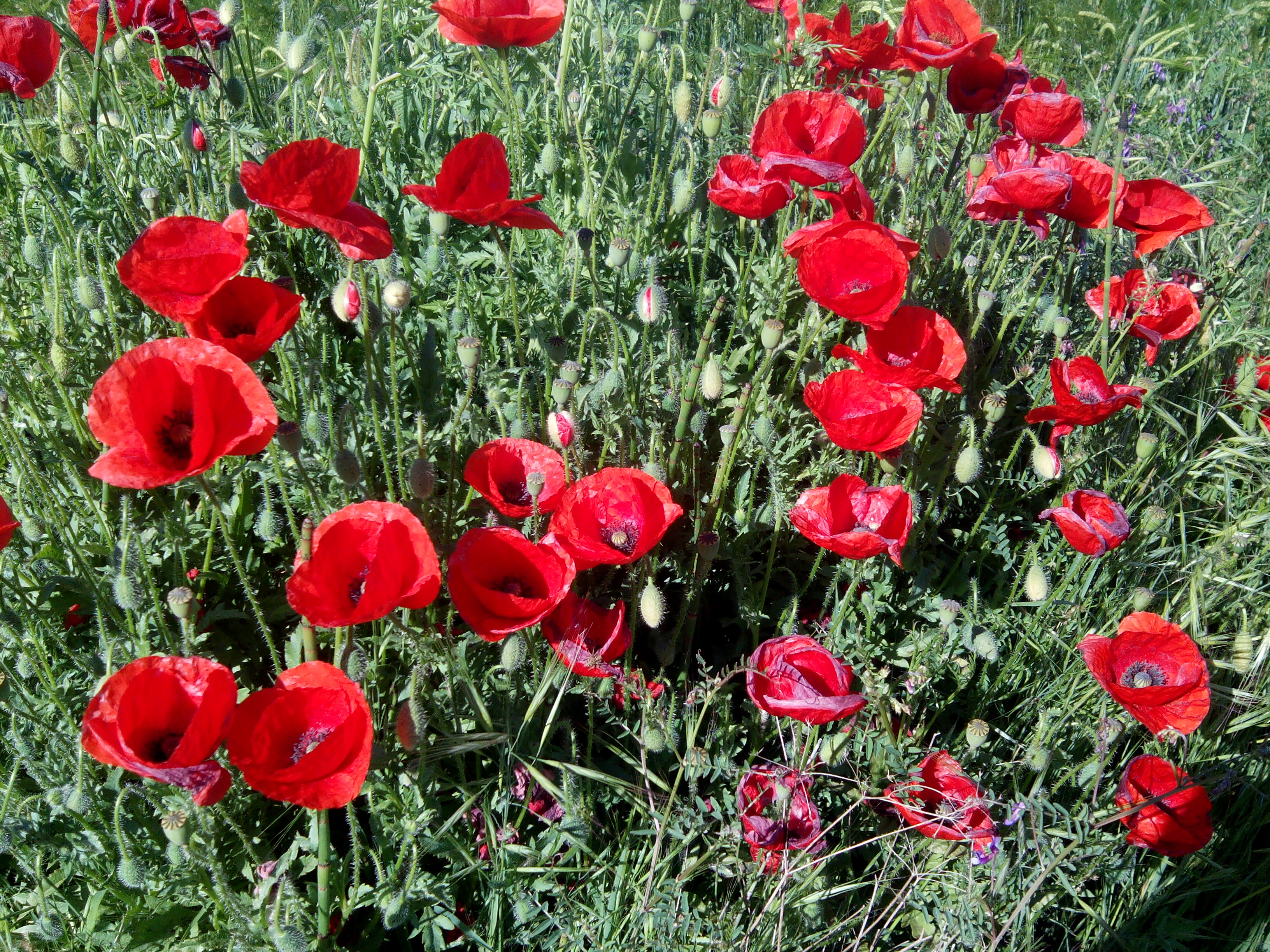 Amapola silvestre