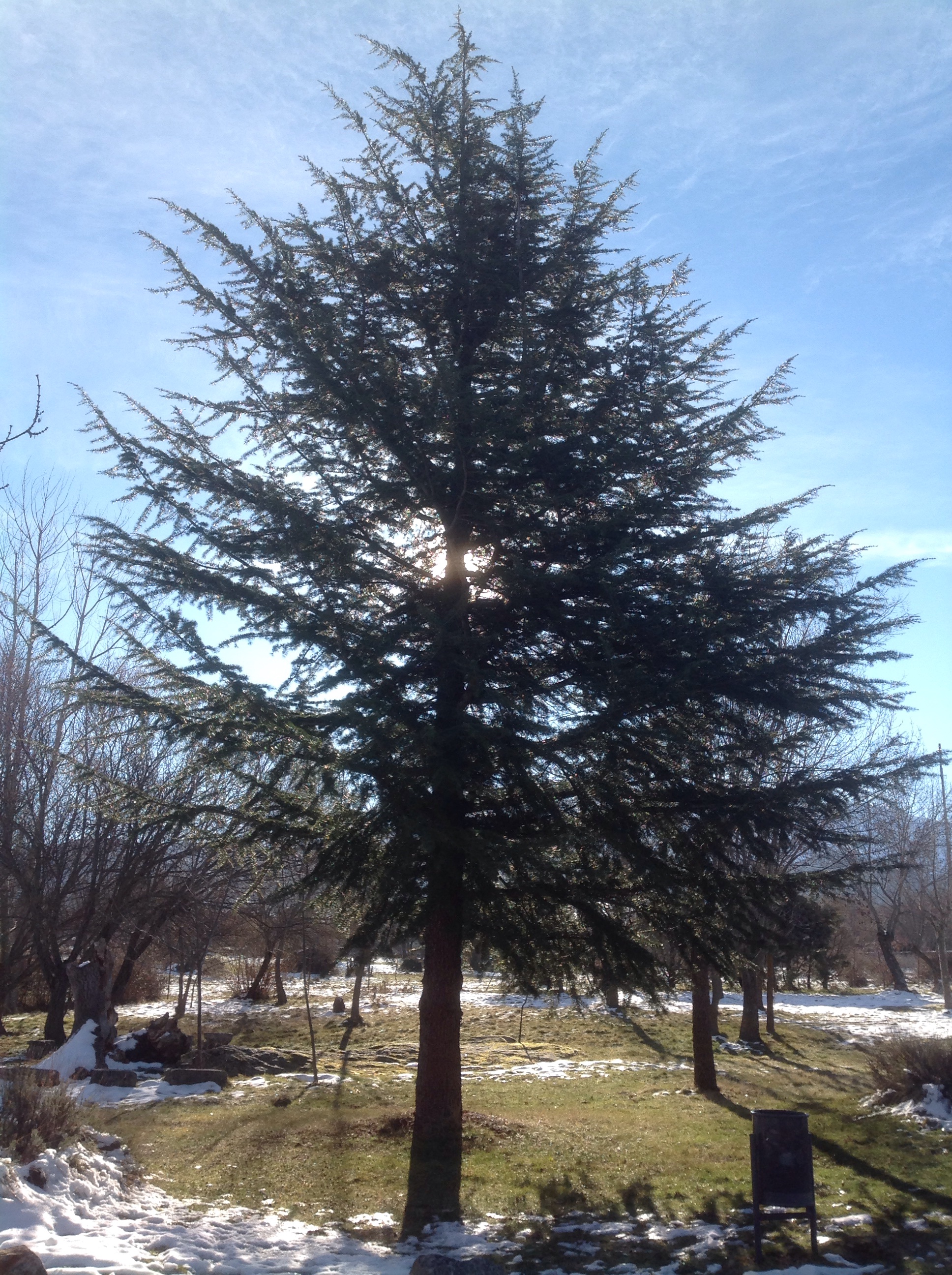 Árbol