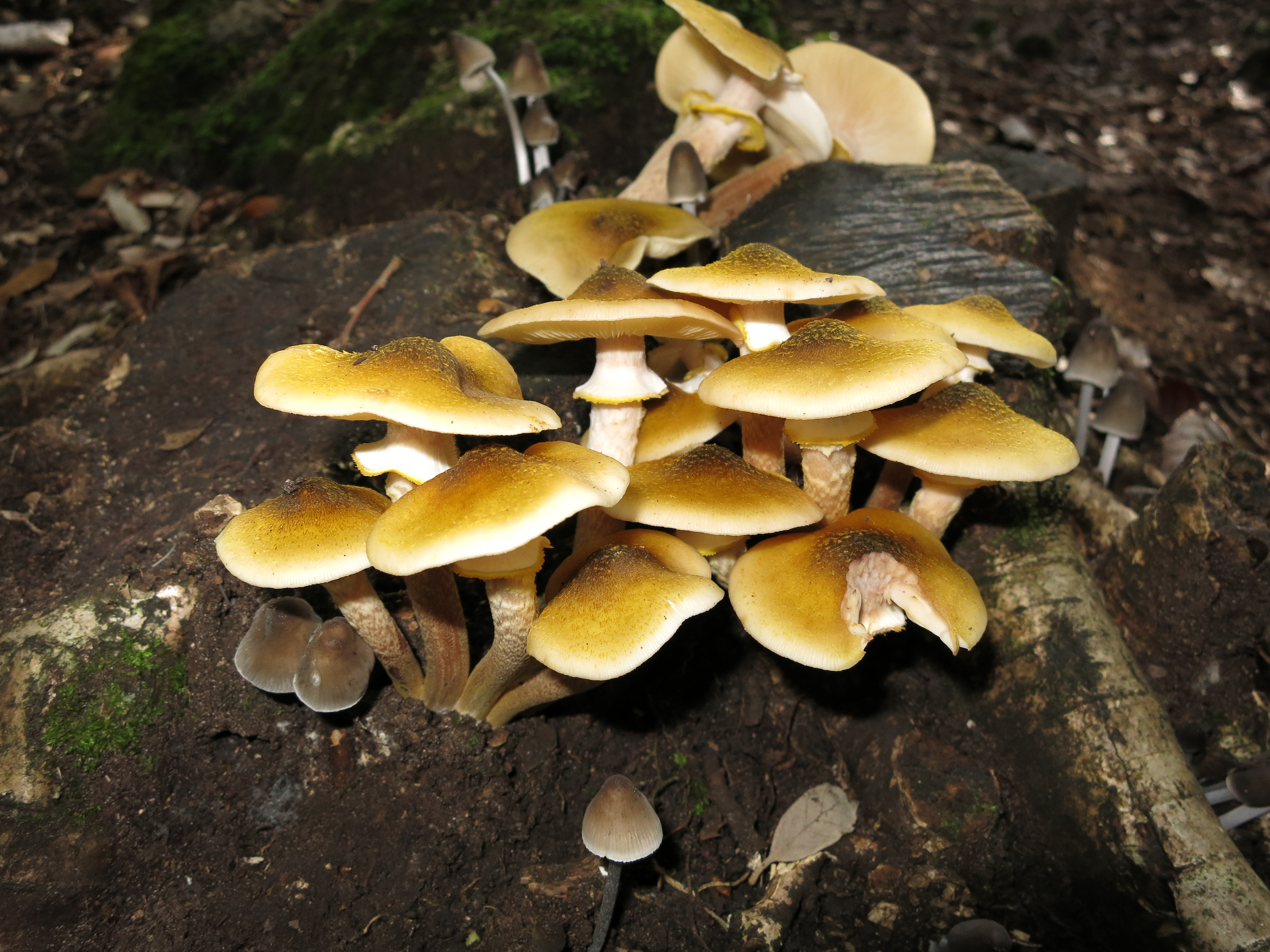 Armillaria melea (hongo)