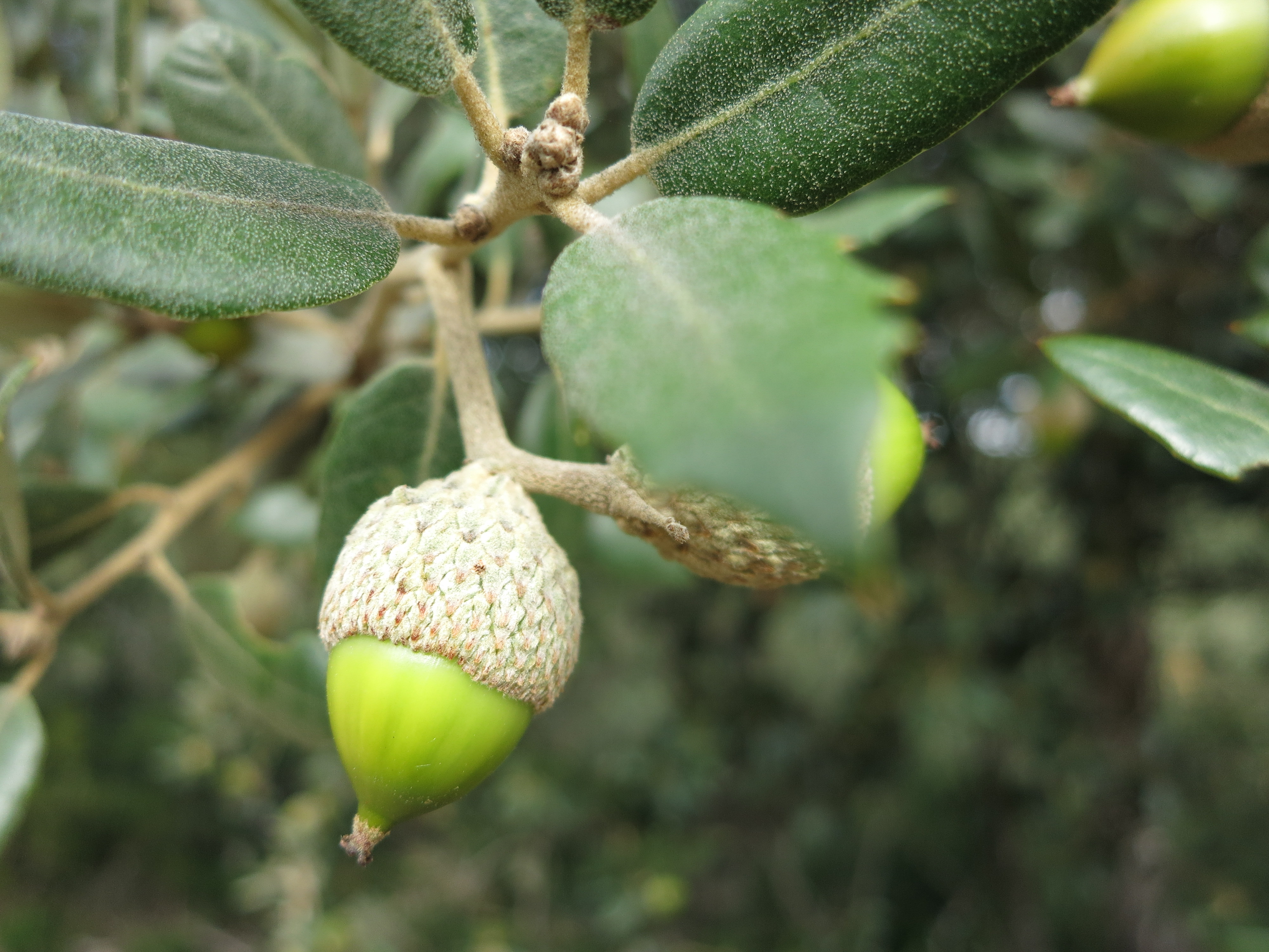 Bellota