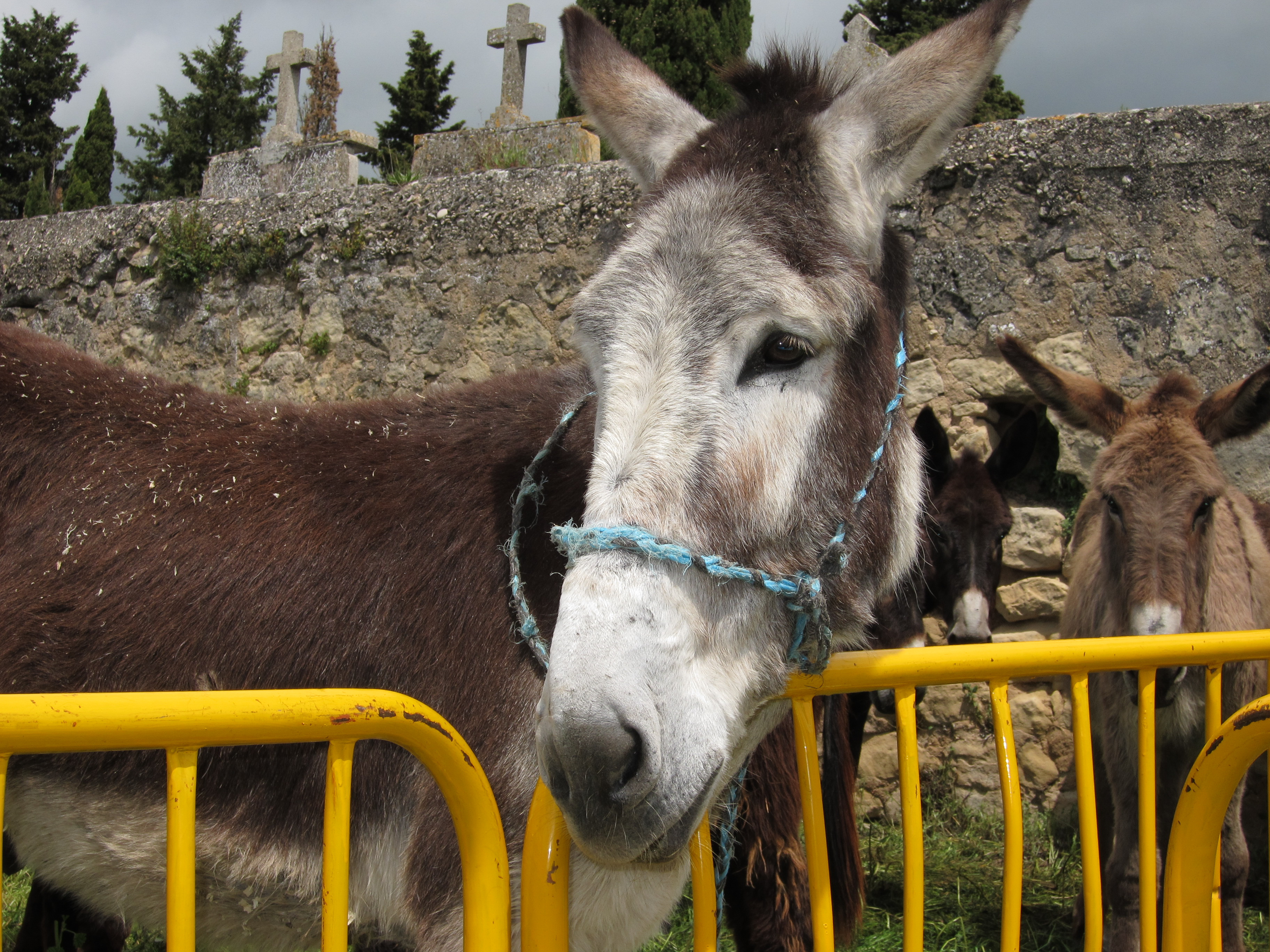 Burro