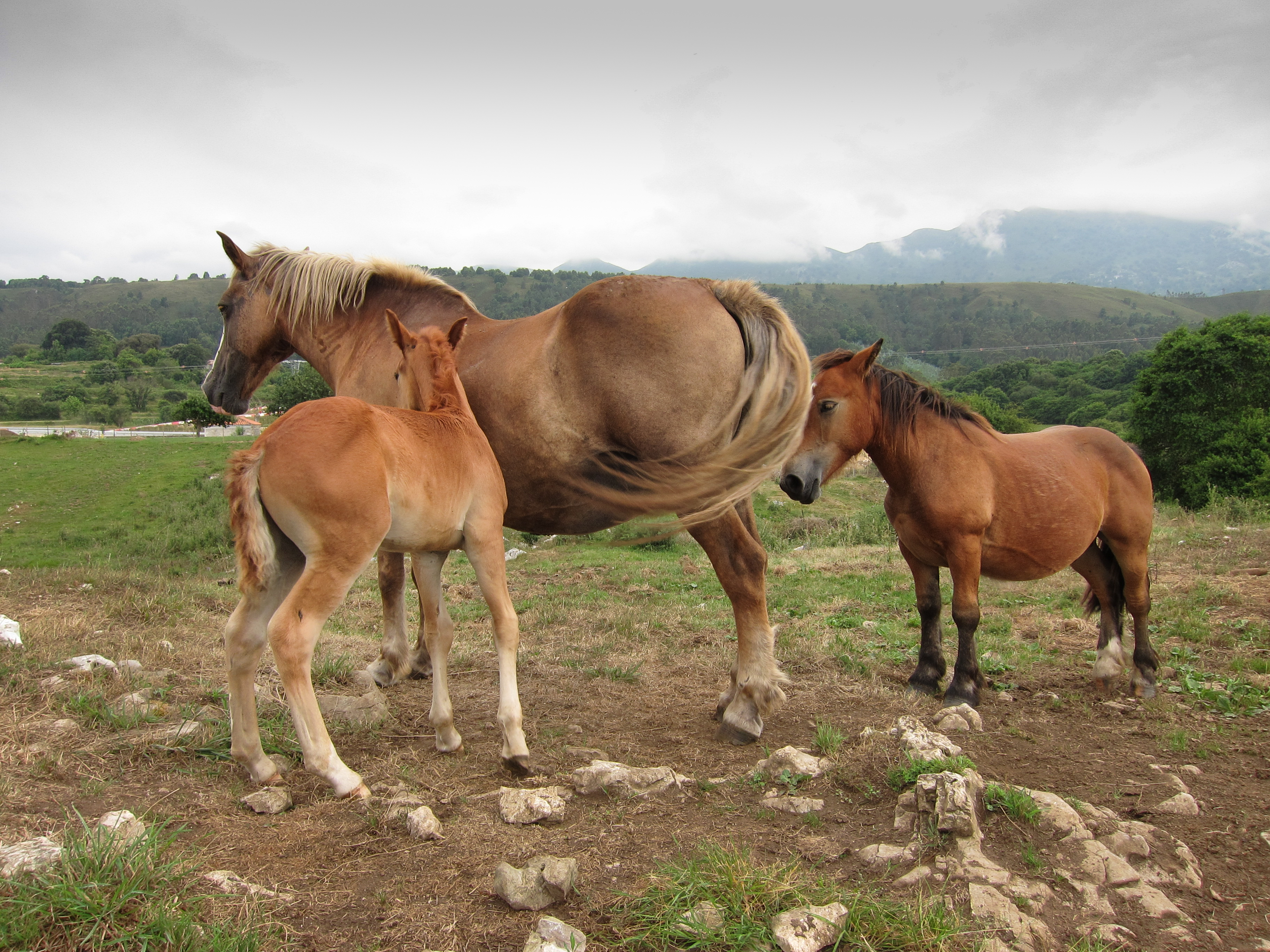 Caballos