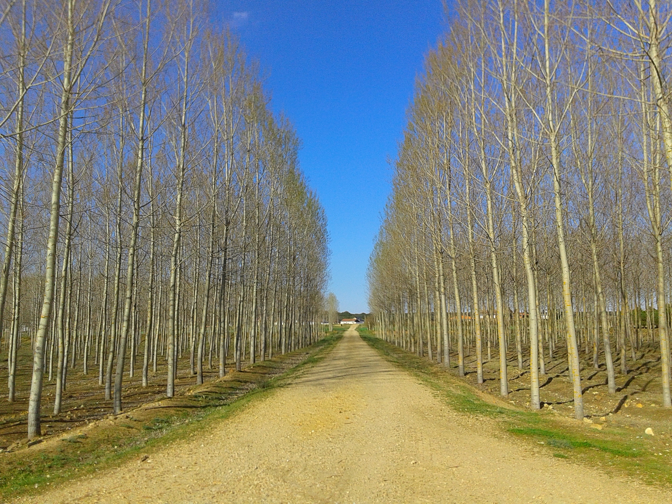 Chopos. Calzada de tera