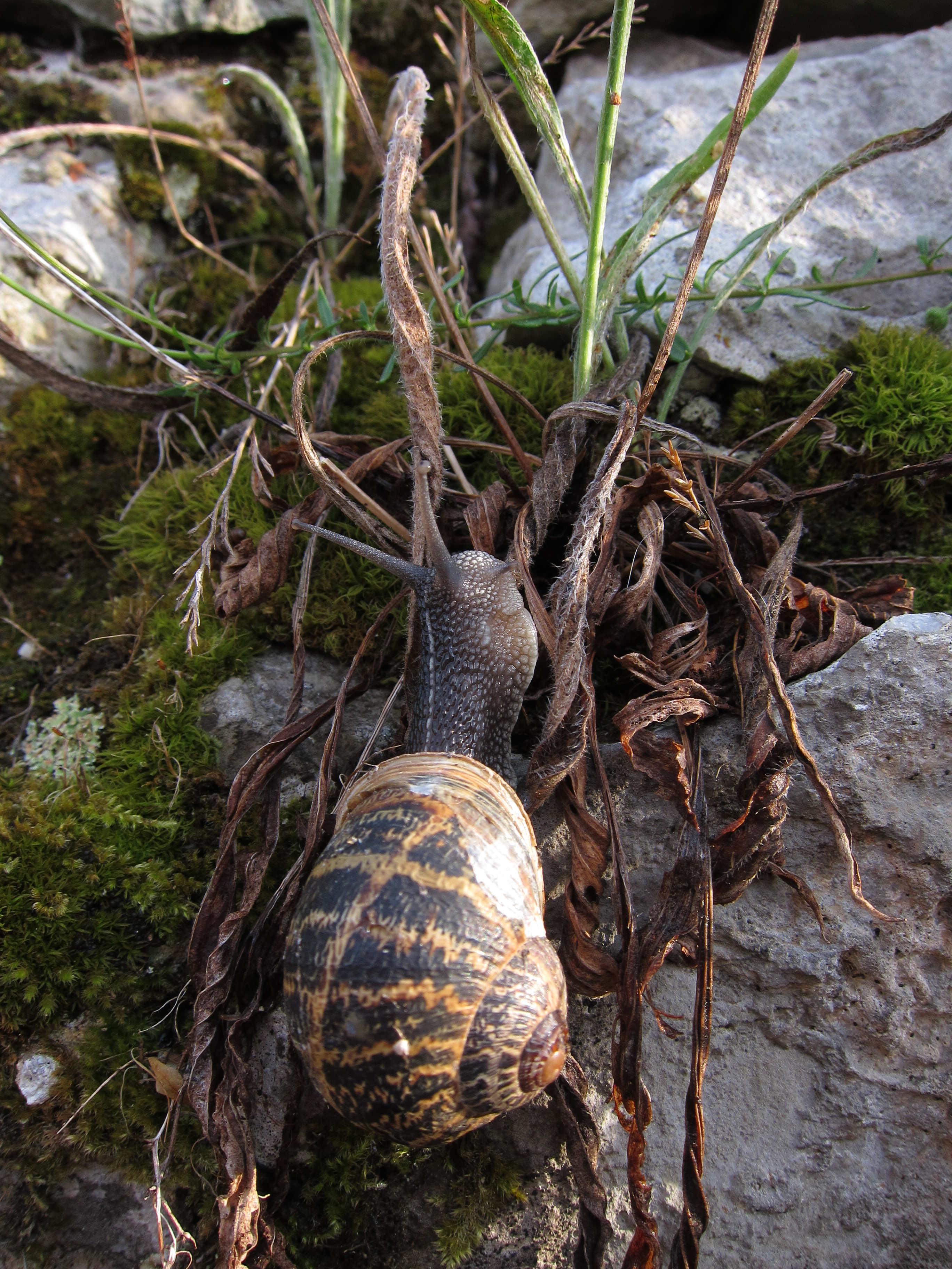 Caracol terrestre