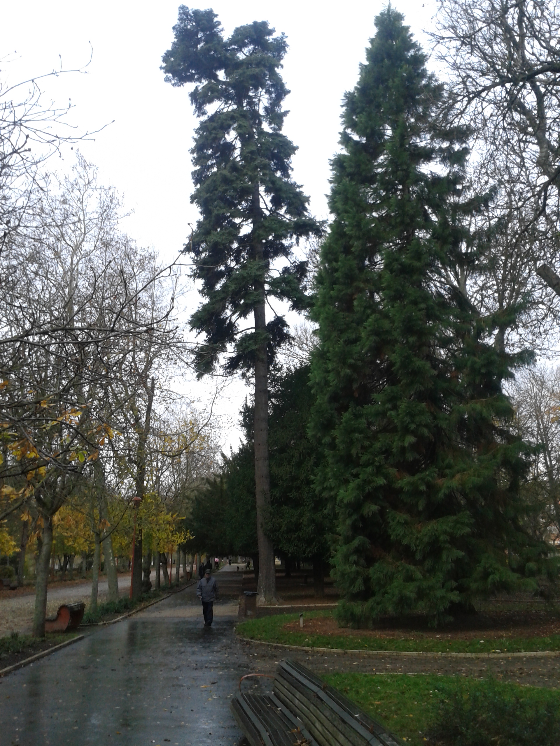 Cedro y secuoya