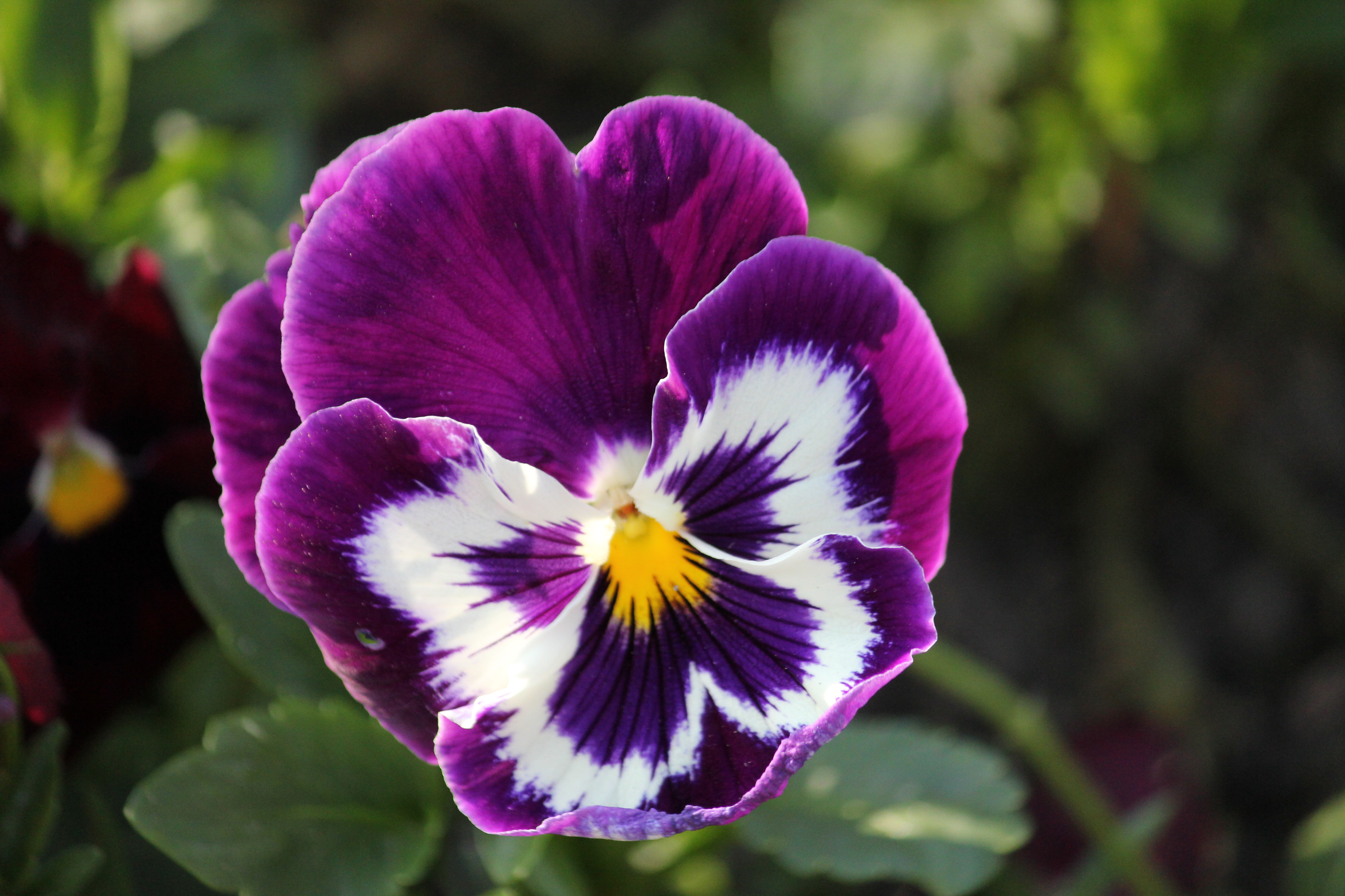 Flor tricolor