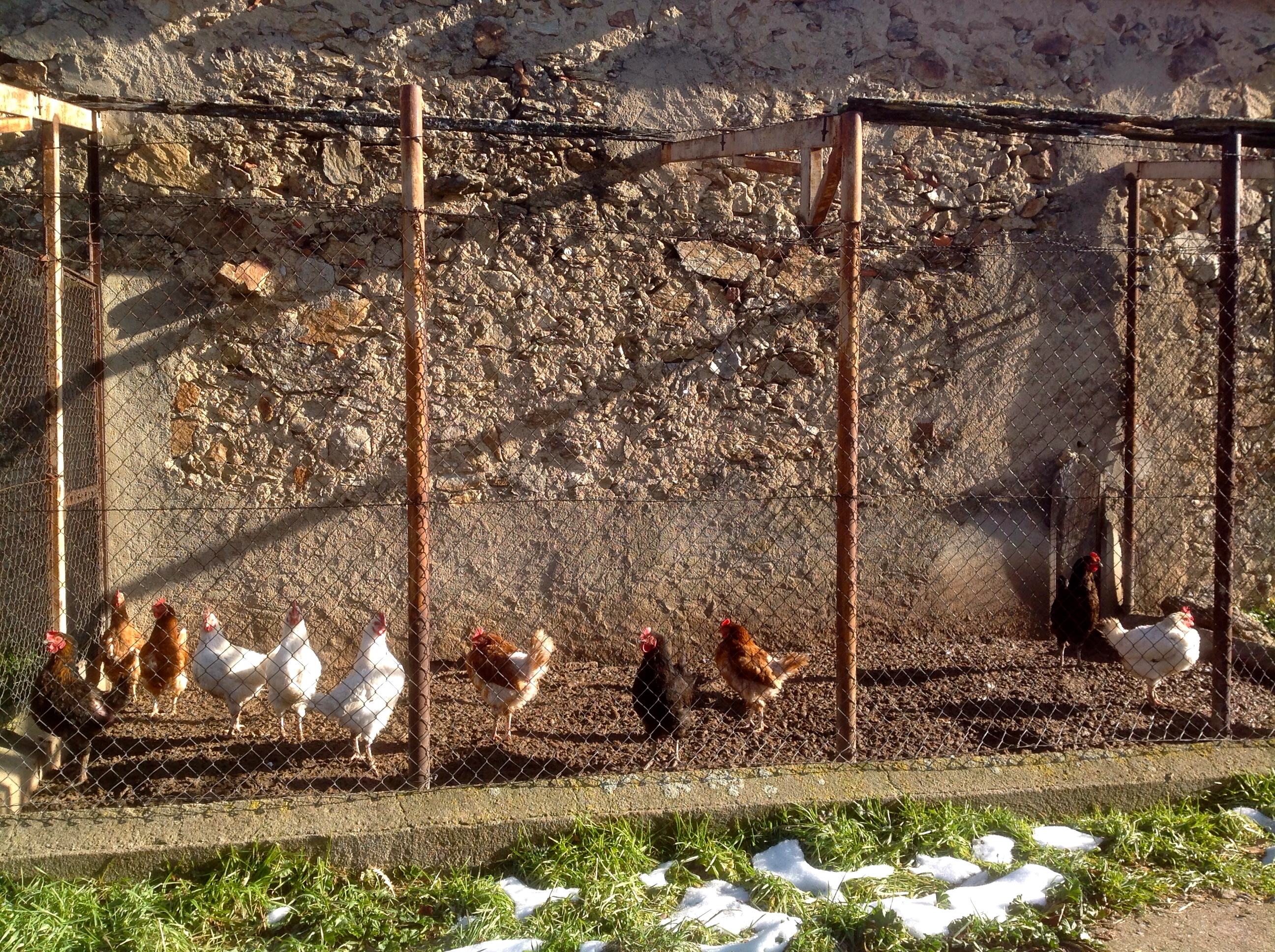 Gallinas